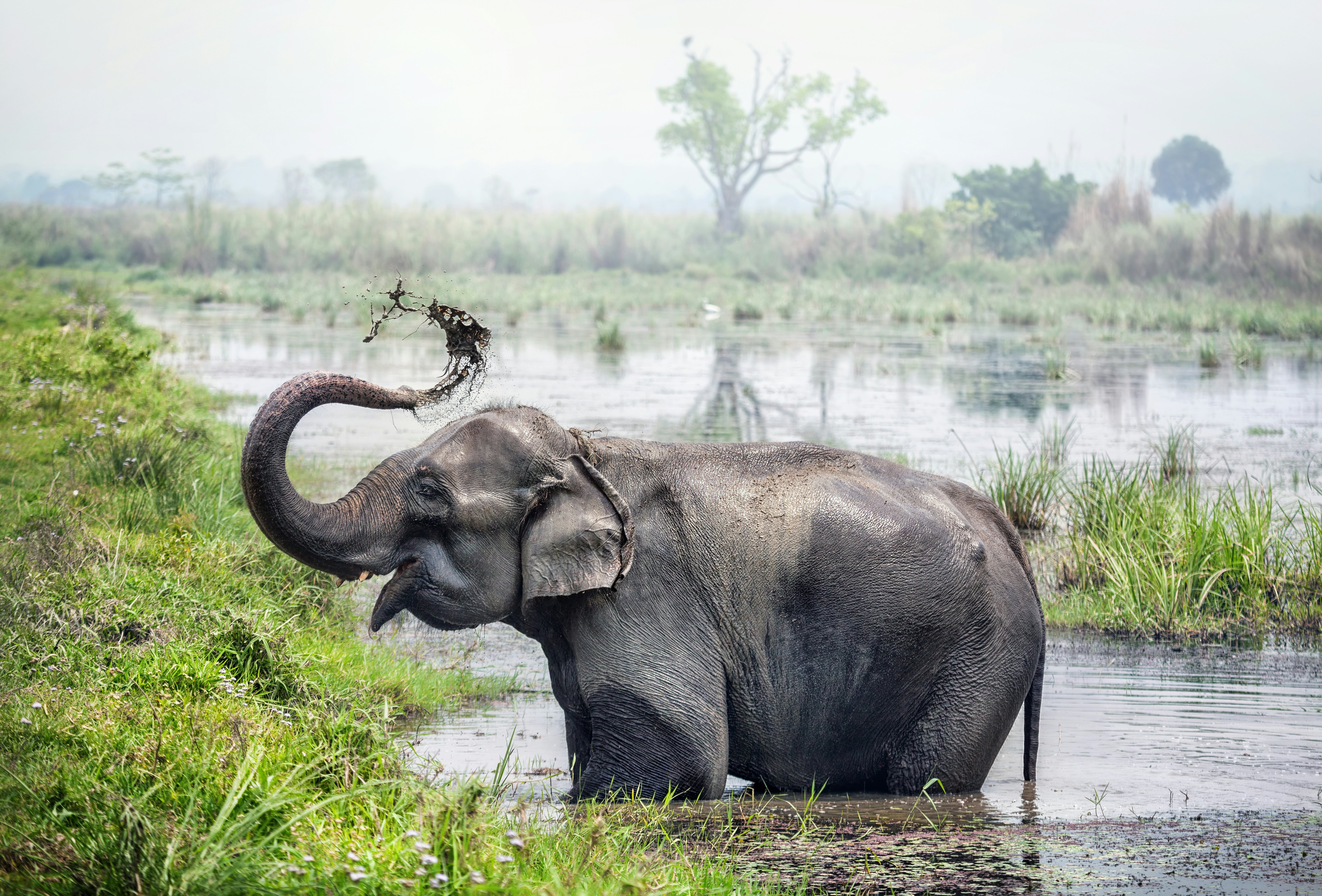 An elephant stands in vegetation-dense pond, spraying its body with water from its trunk.