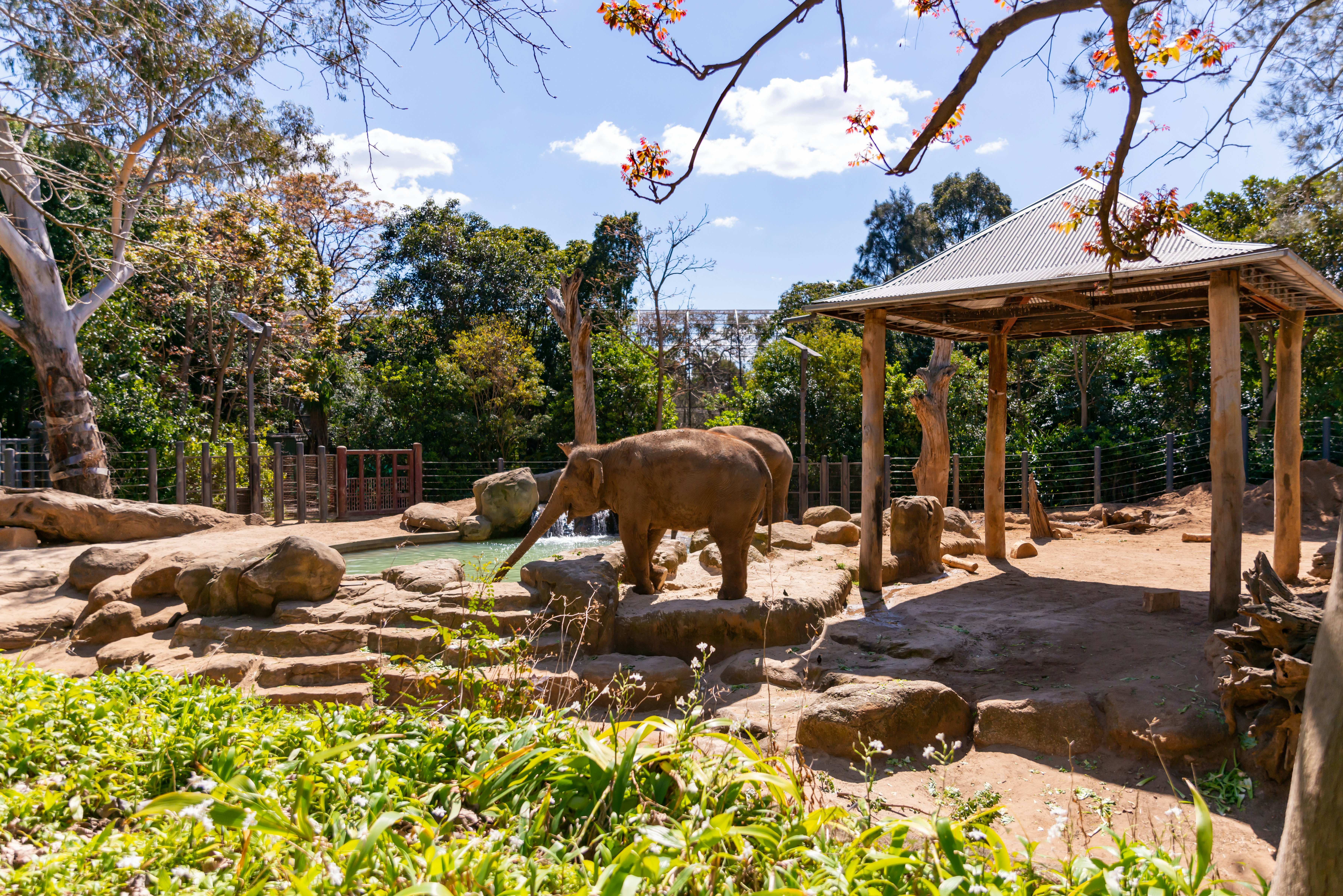 Elephant outside near a small body of water at the Melbourne Zoo