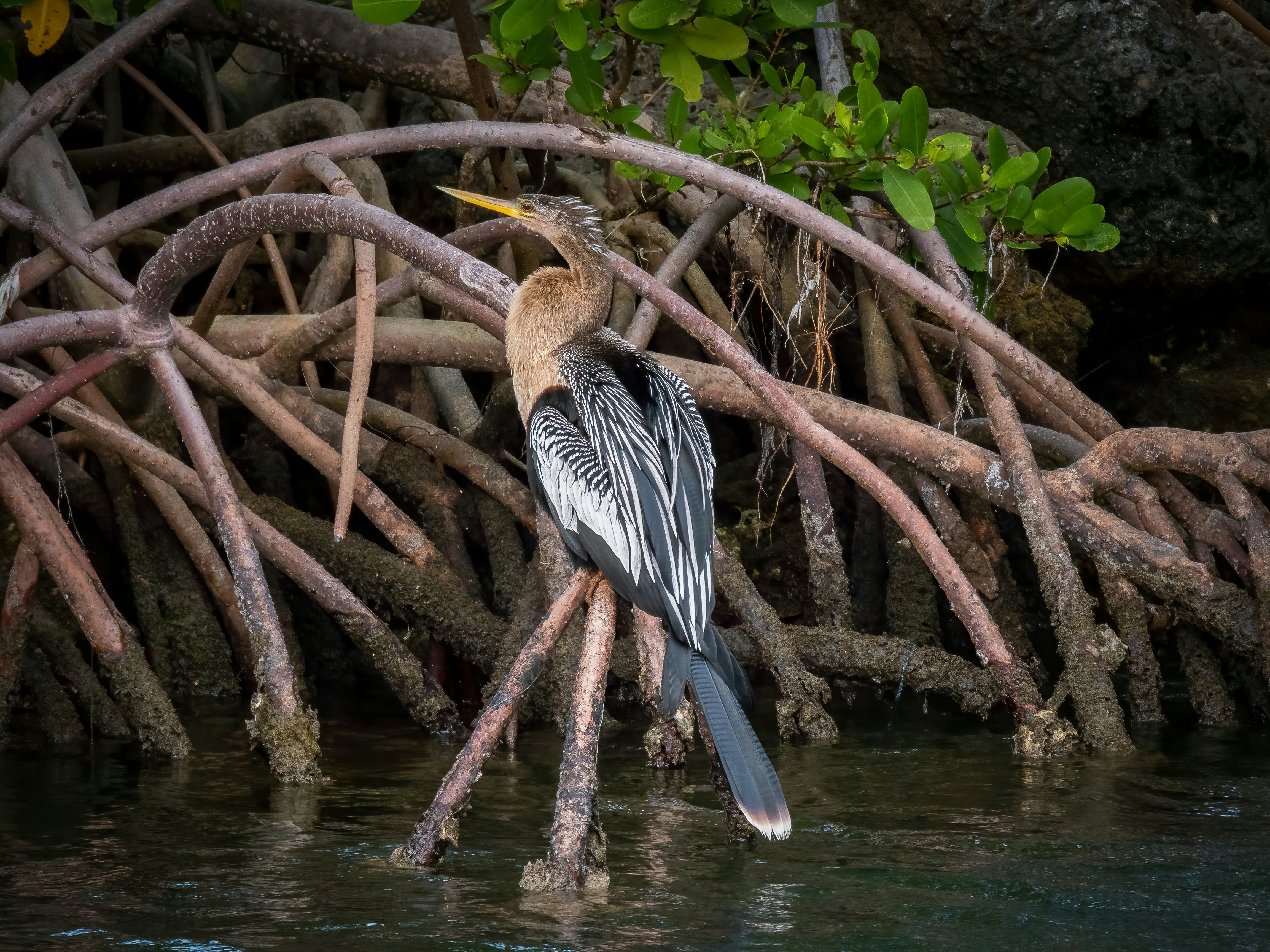 A long-necked bird with black, white and brown plumage rests on mangrove roots in a swamp.