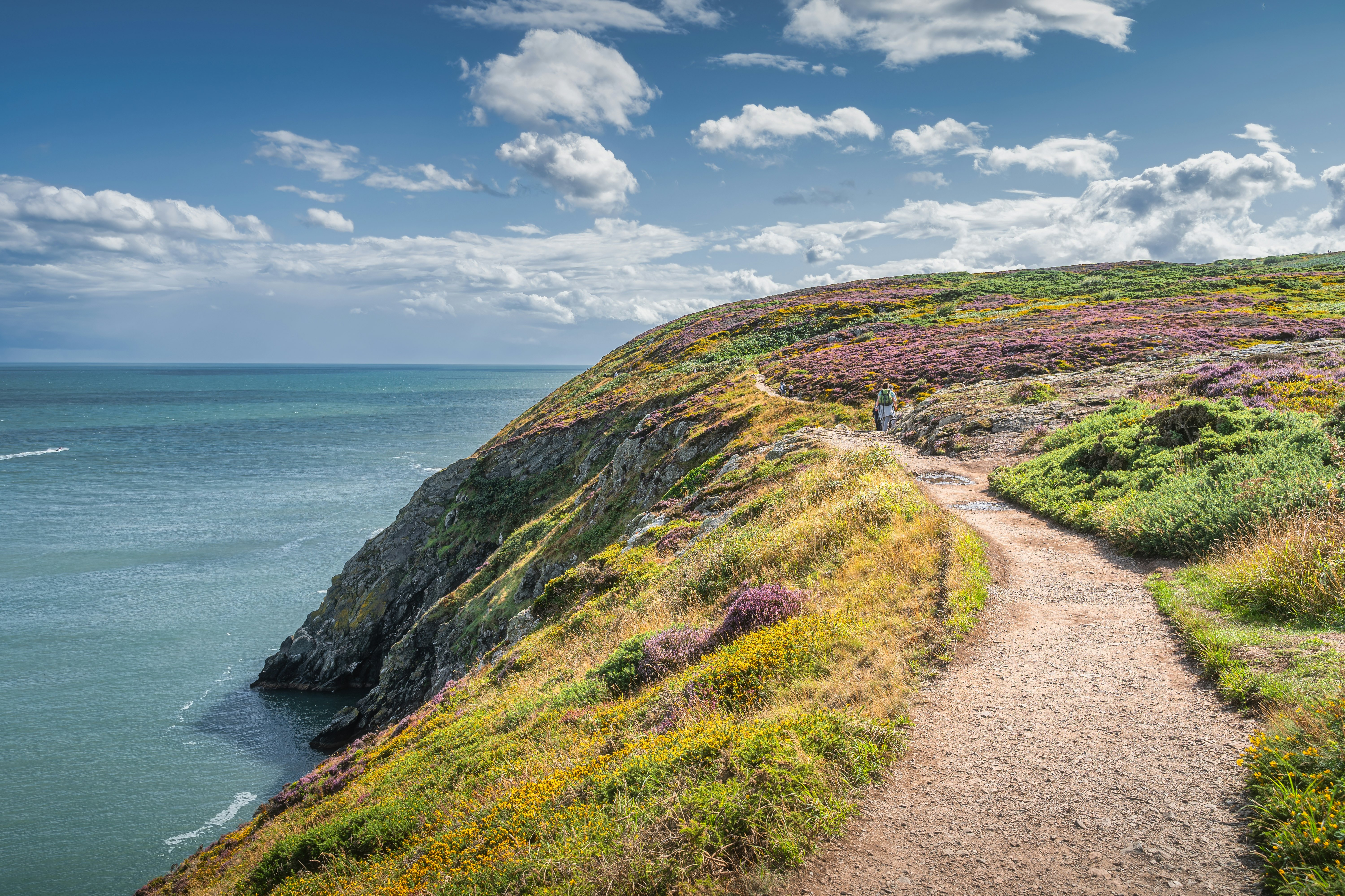 Hikers in the distance on a dirt path between colorful heather, ferns and yellow flowers on a cliff by the sea.