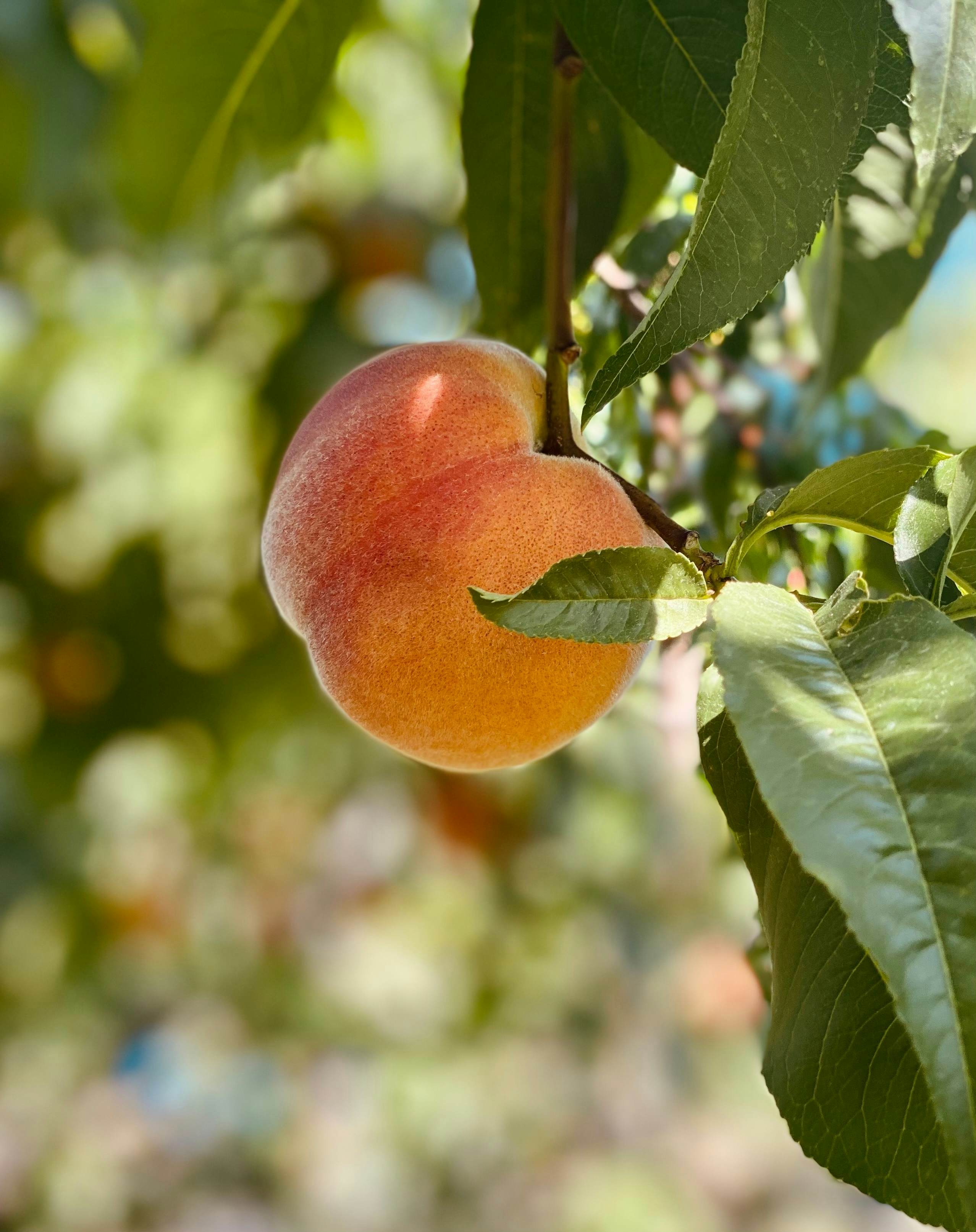 A ripe peach on a branch in the shade on a sunny day.   
