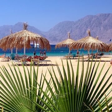 Egypt Nuweiba - beach with palm and umbrella at Reds sea License Type: media Download Time: 2023-07-12T06:48:21.000Z User: aomi.ito_lonelyplanet Is Editorial: No purchase_order: