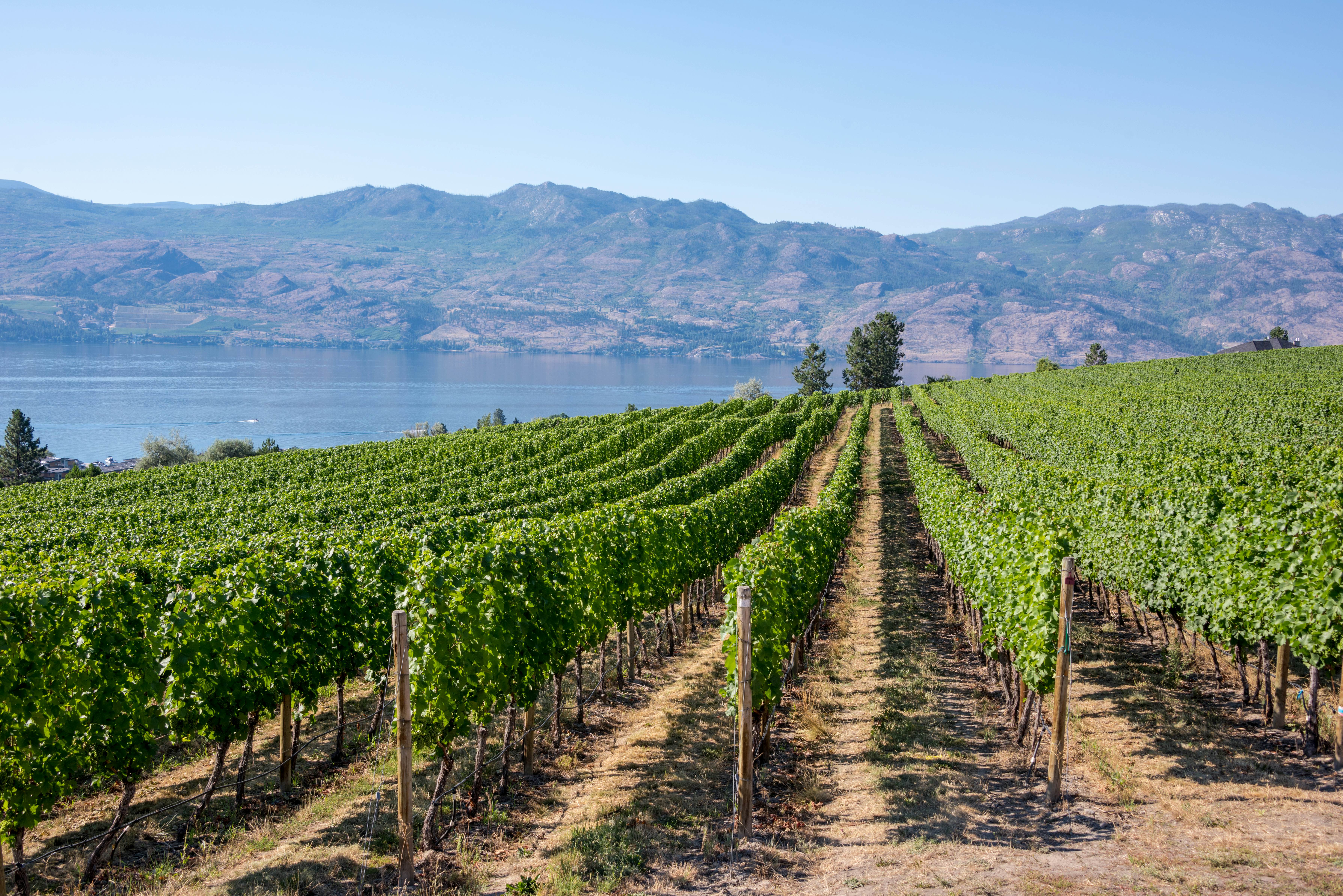 Rows of grape vines lined up at a vineyard with a lake and mountains in the distance on a sunny day.   