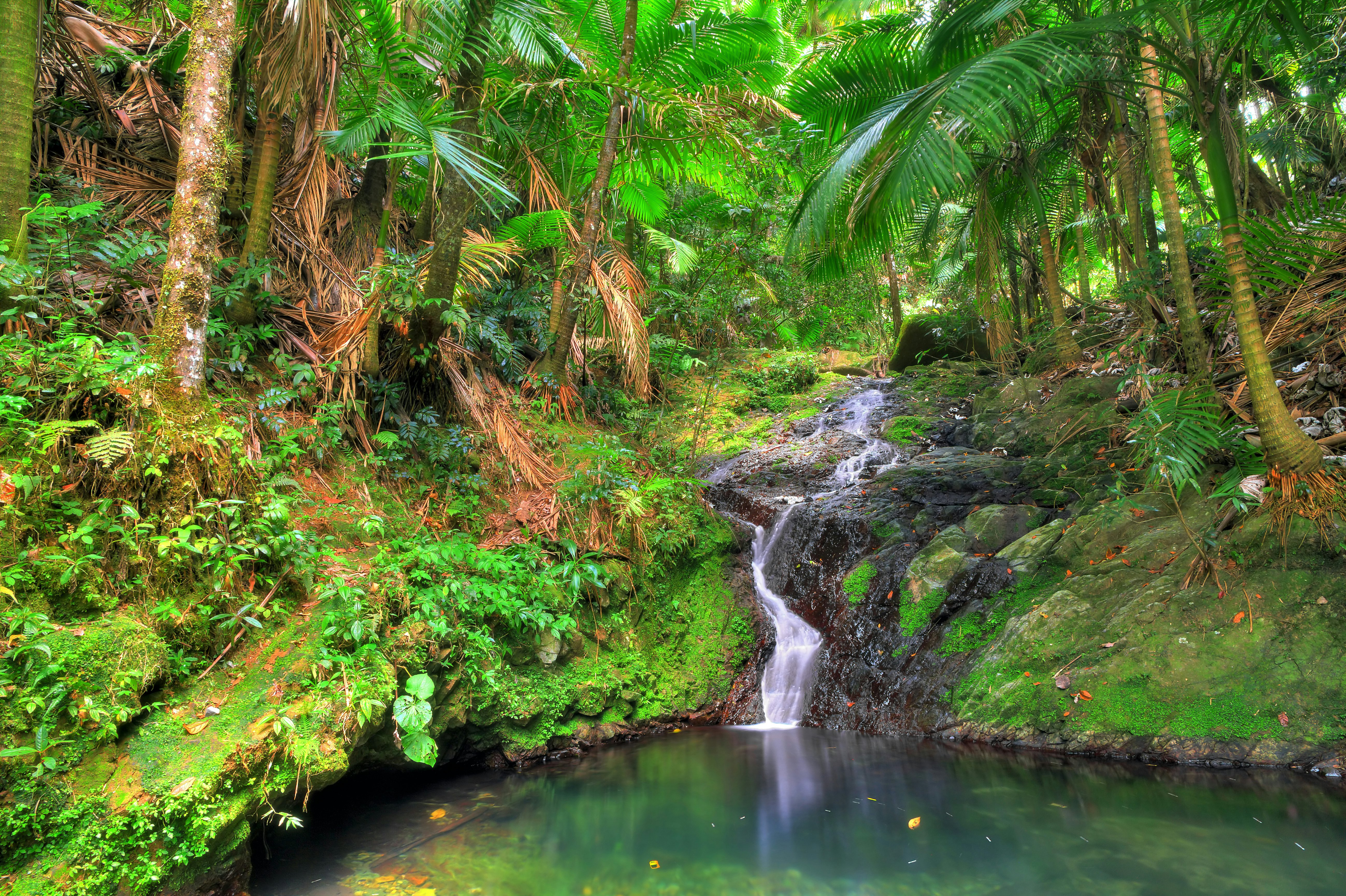 A small waterfall cascades into a natural pool in a lush green forest in Puerto Rico.