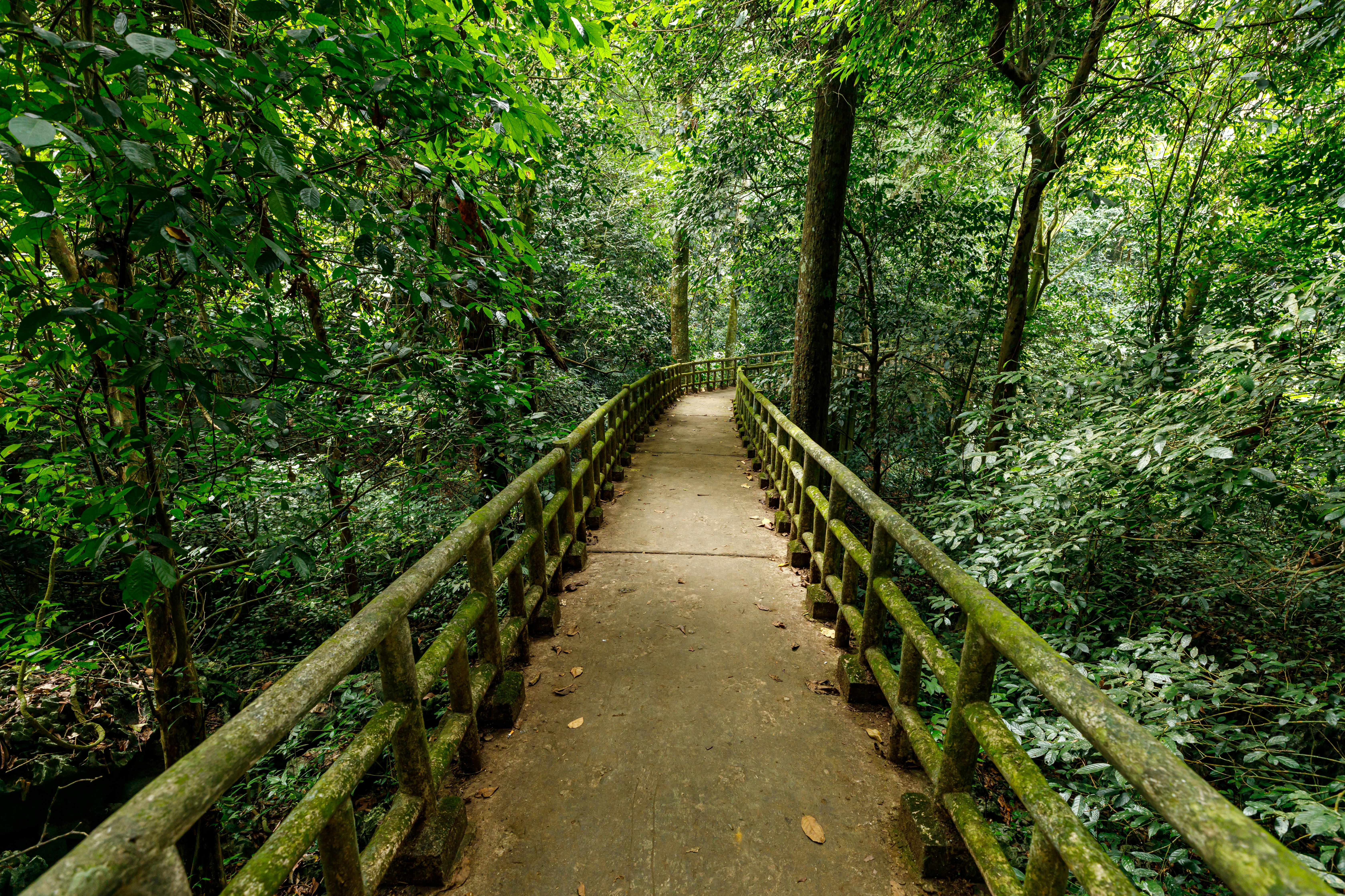 A bridge with moss-covered posts stretches through a dense jungle.