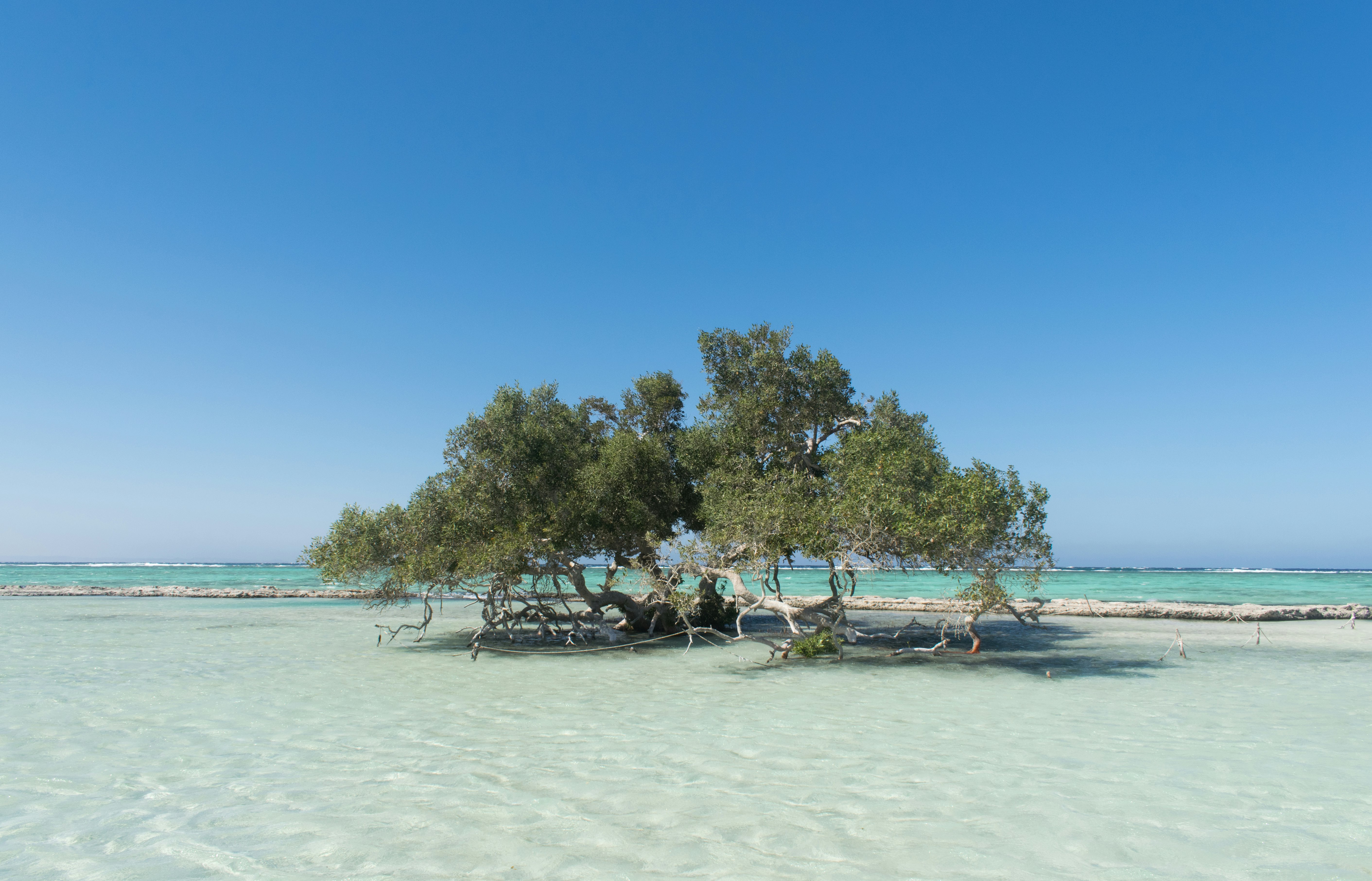 Mangrove trees emerging from a sandy lagoon in Wadi Gimal Protectorate near Marsa Alam, Egypt.