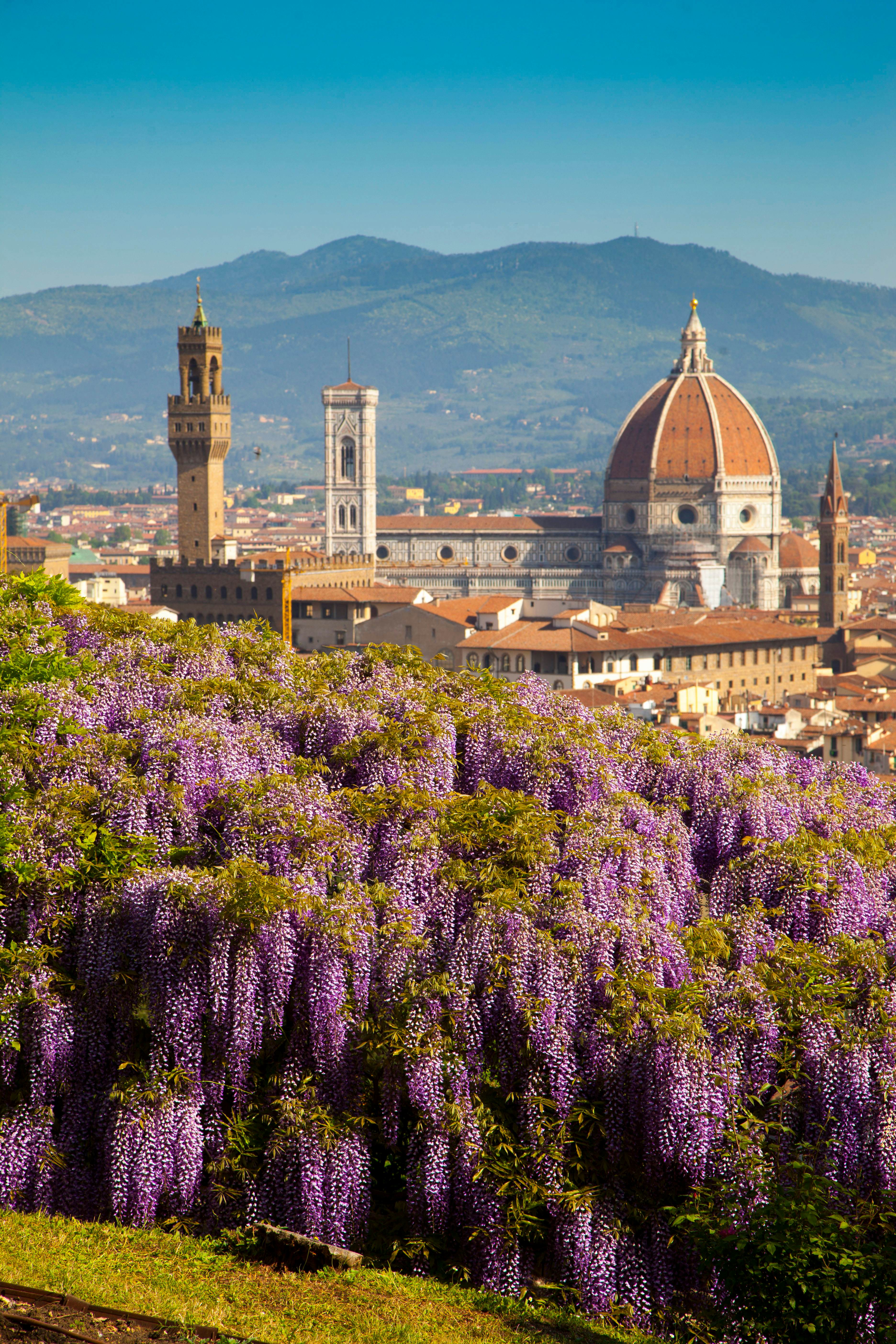 The city of Florence with the Duomo and the wisteria flowers in the Bardini garden