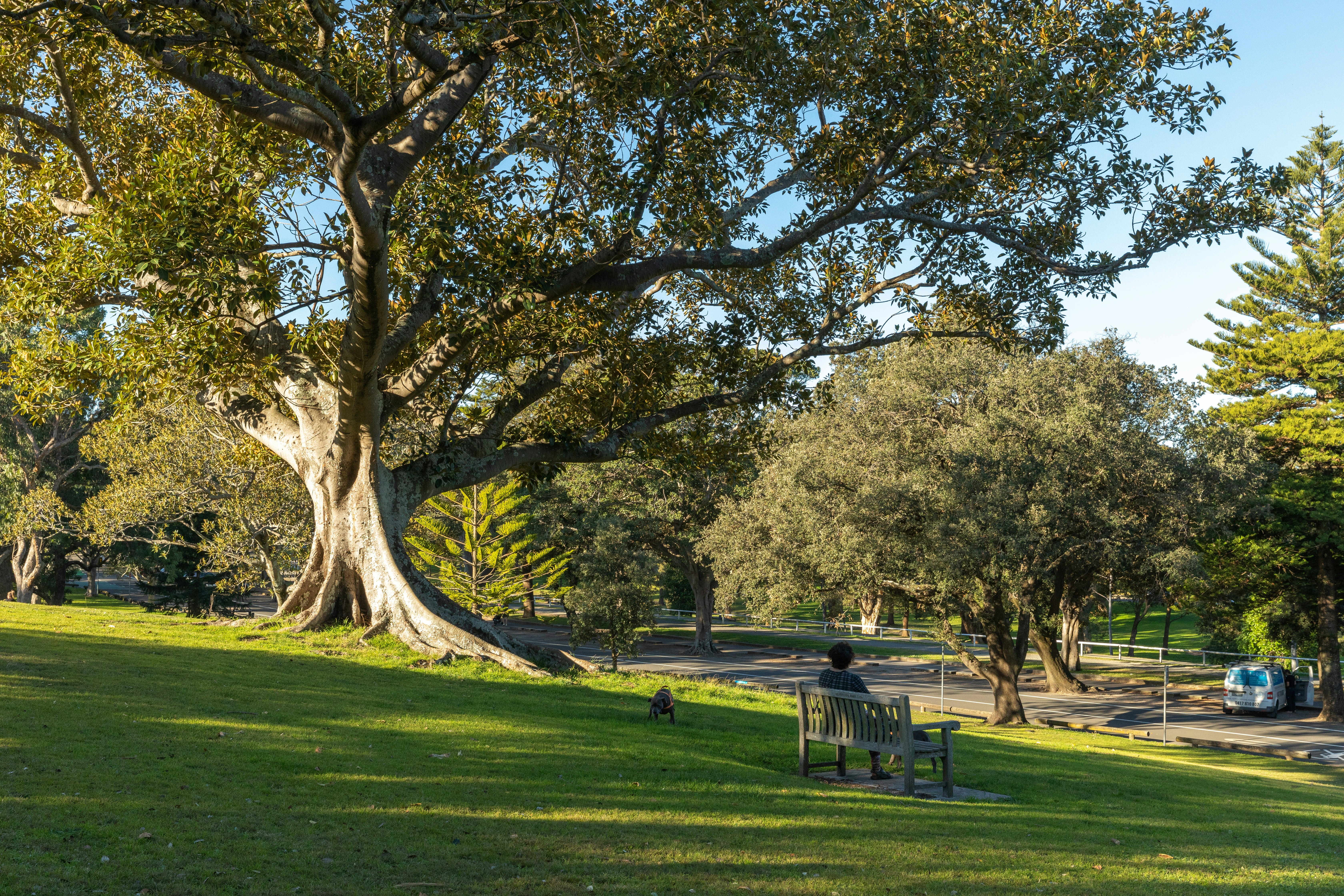 A large tree shades a woman sitting a bench in a city park.