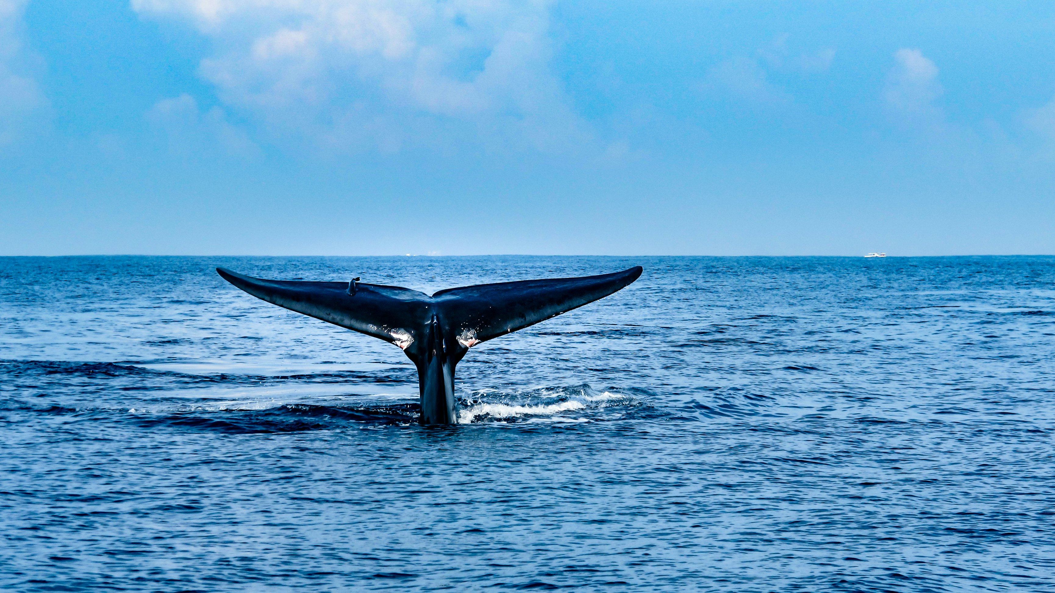 A whale tale emerges from the ocean by Mirissa bay, southern Sri Lanka.