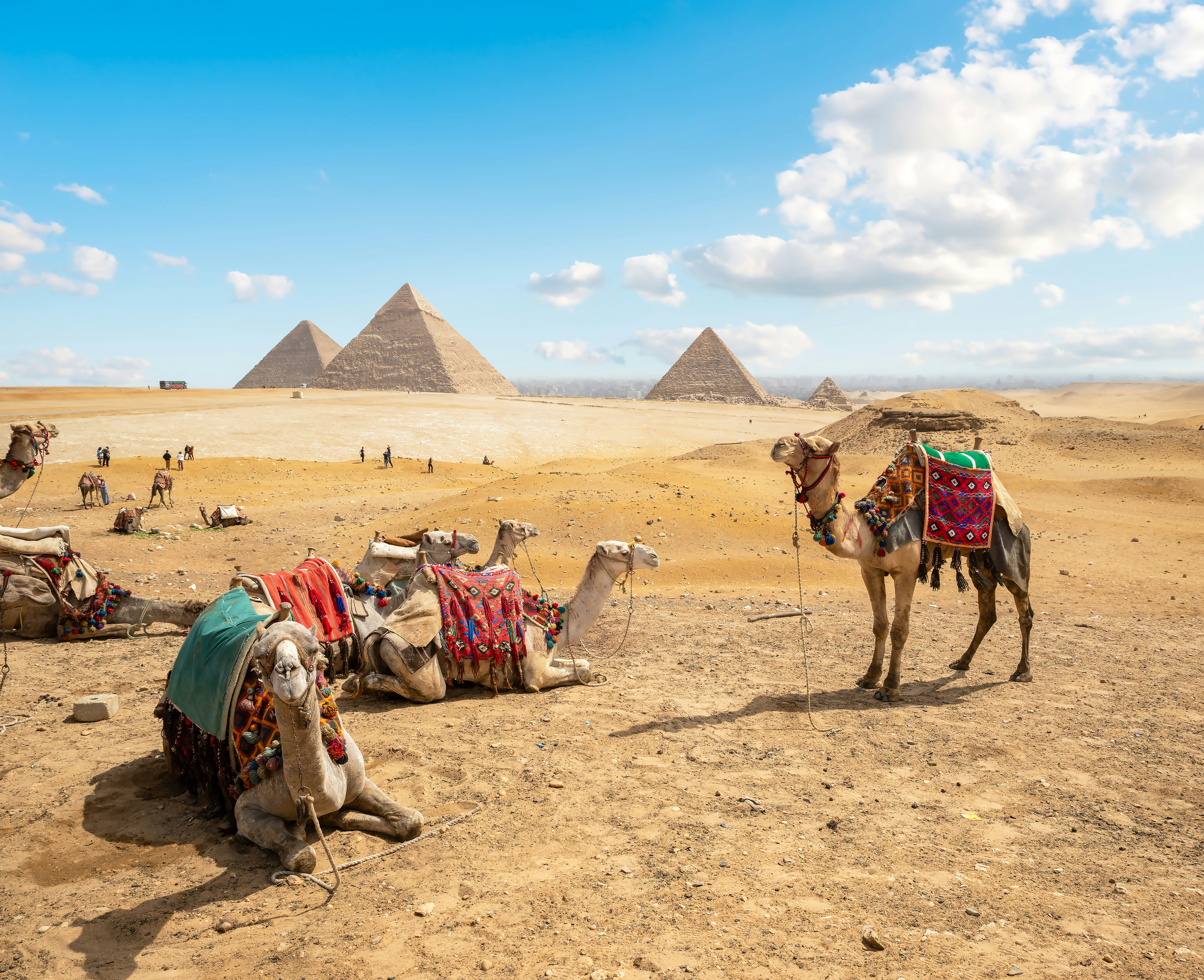 Camels take a rest in the desert. Distinct pyramid structures stand in the distance.