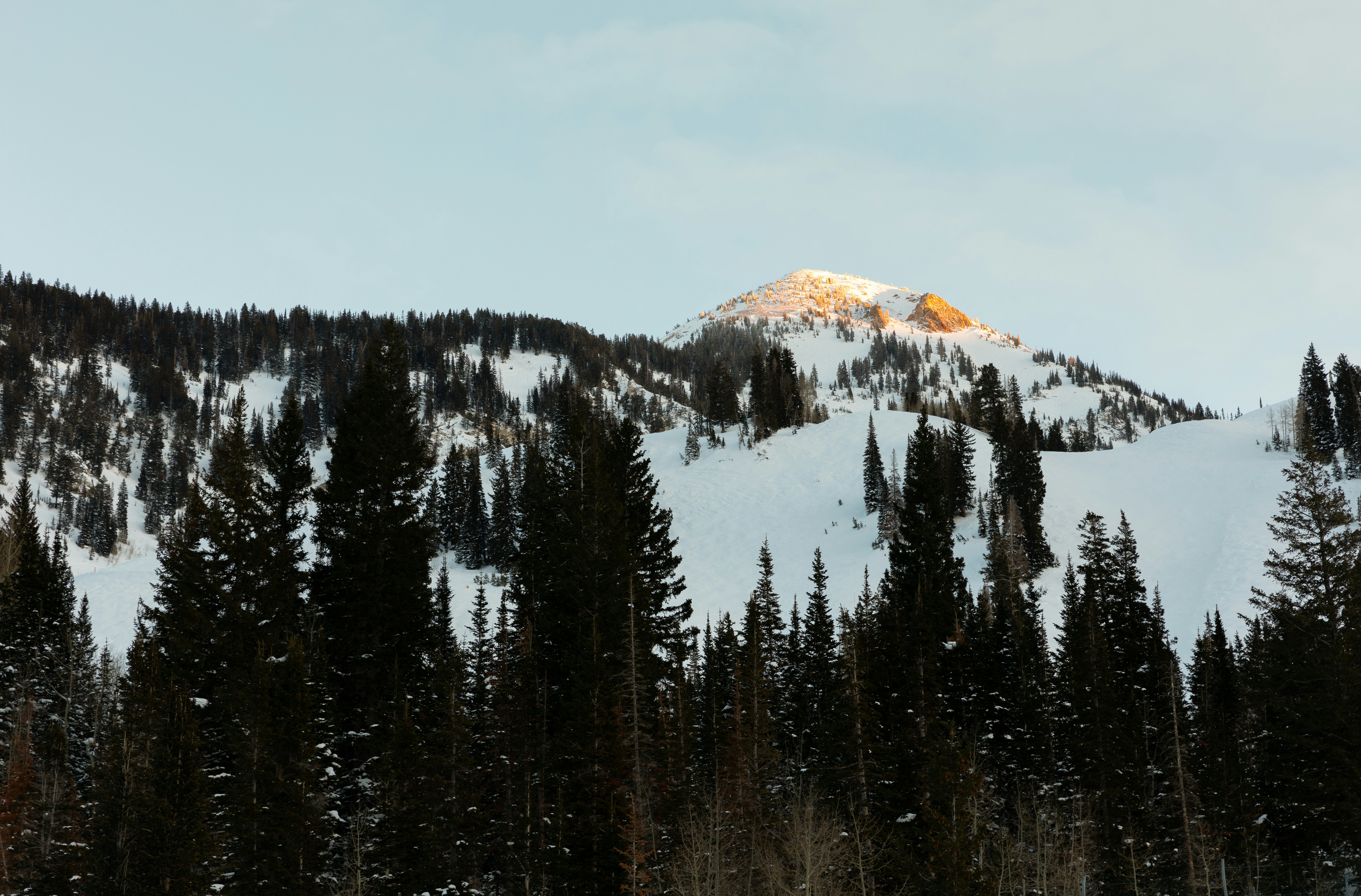 Alpine trees and snowy mountains at sunset.