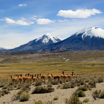 Vicunas near volcanoes. Payachata volcanic group at Lauca National Park, Chile Lauca National Park is located in Chile's far north, in the Andean range. , License Type: media, Download Time: 2025-11-19T22:33:23.000Z, User: bhealy950, Editorial: false, purchase_order: 65050 - Digital Destinations and Articles, job: Lonely Planet Online Editorial, client: Best national parks in Chile, other: Brian Healy
