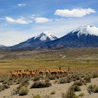 Vicunas near volcanoes. Payachata volcanic group at Lauca National Park, Chile Lauca National Park is located in Chile's far north, in the Andean range. , License Type: media, Download Time: 2025-11-19T22:33:23.000Z, User: bhealy950, Editorial: false, purchase_order: 65050 - Digital Destinations and Articles, job: Lonely Planet Online Editorial, client: Best national parks in Chile, other: Brian Healy