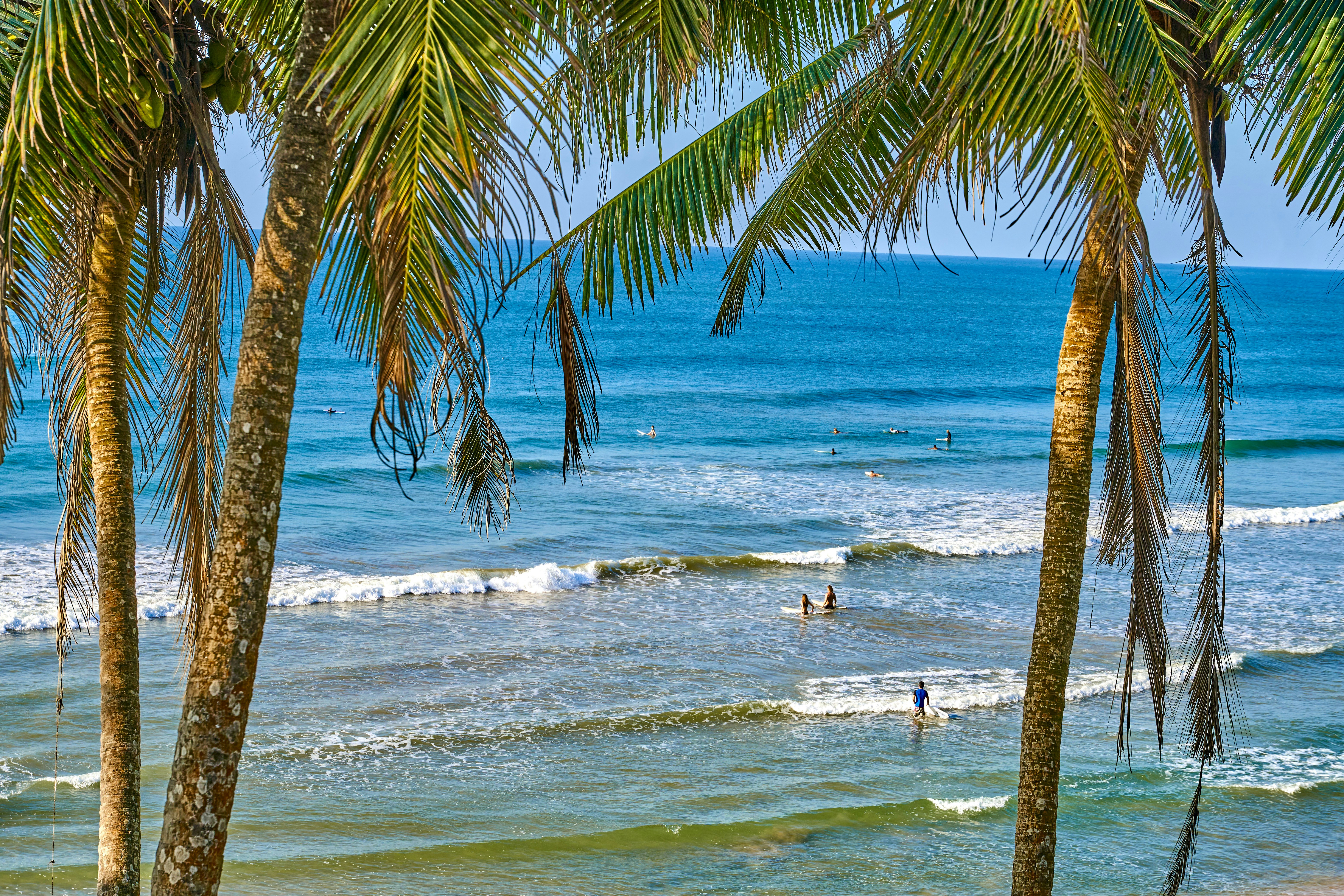 Surfers entering the water from a palm tree-lined shore.