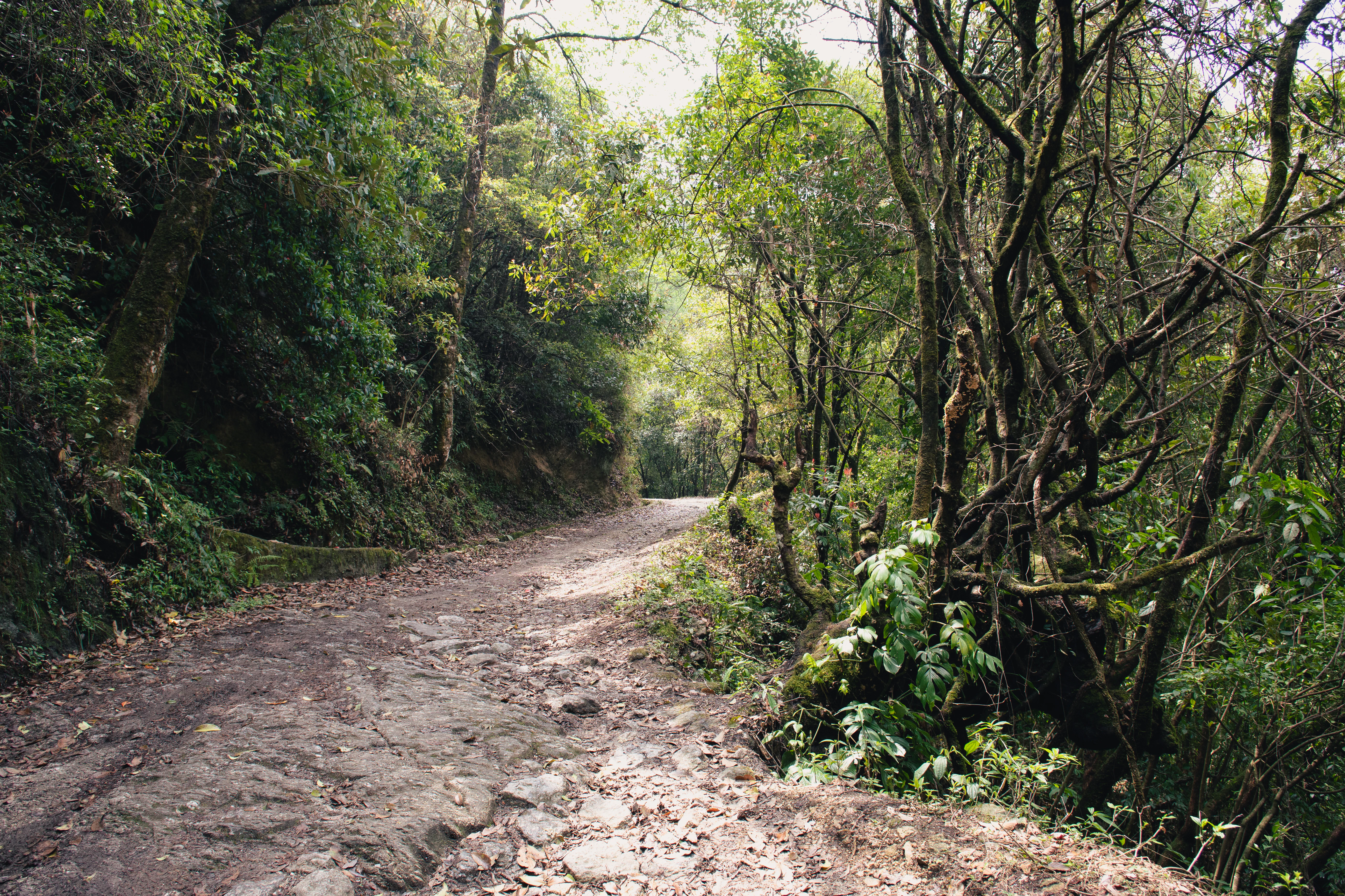 A rocky trail leads through a dense forest.