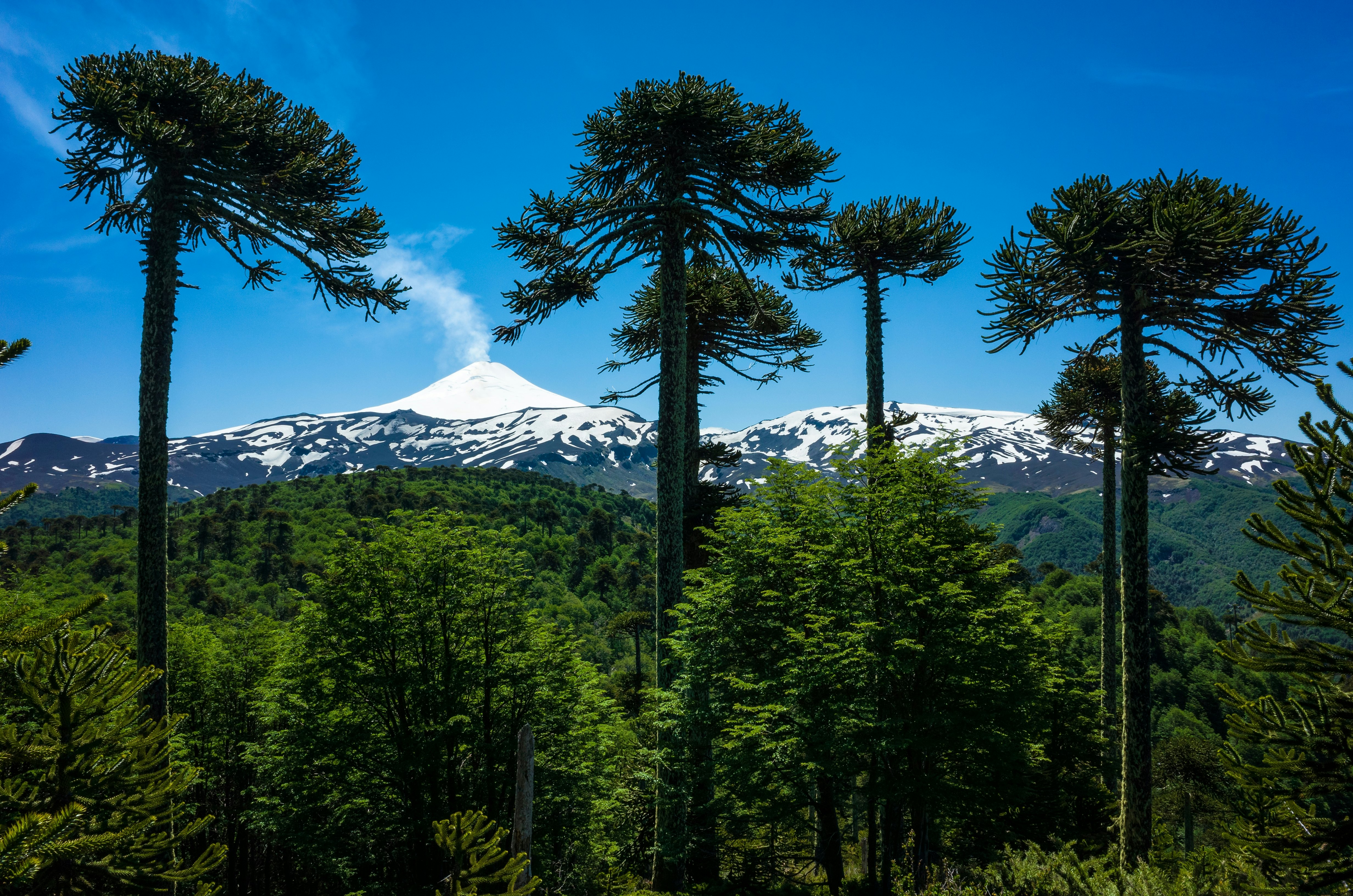 A snow-covered, steaming volcano beyond a cluster of trees.