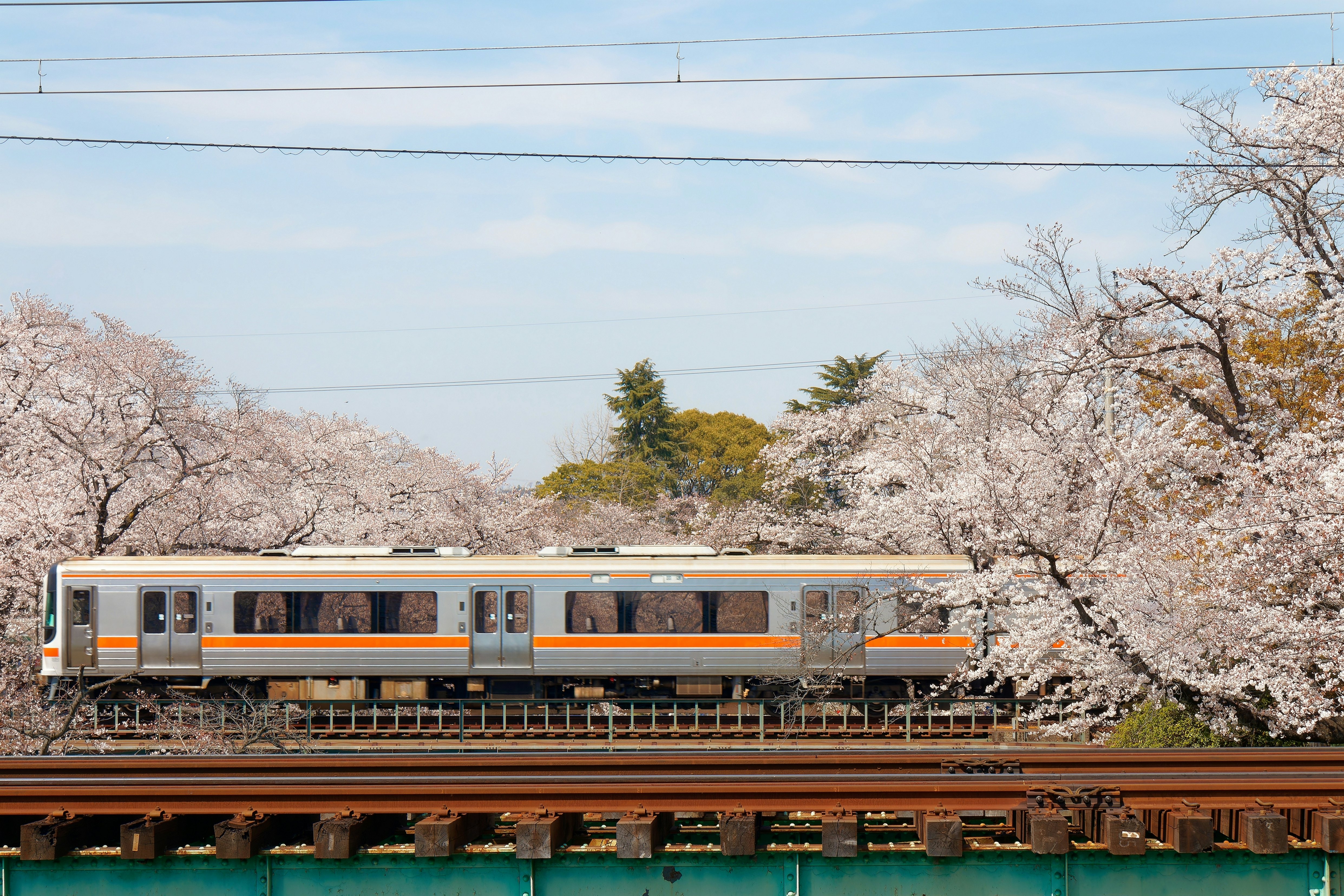 A train goes over a bridge surrounded by cherry blossoms on a sunny day.