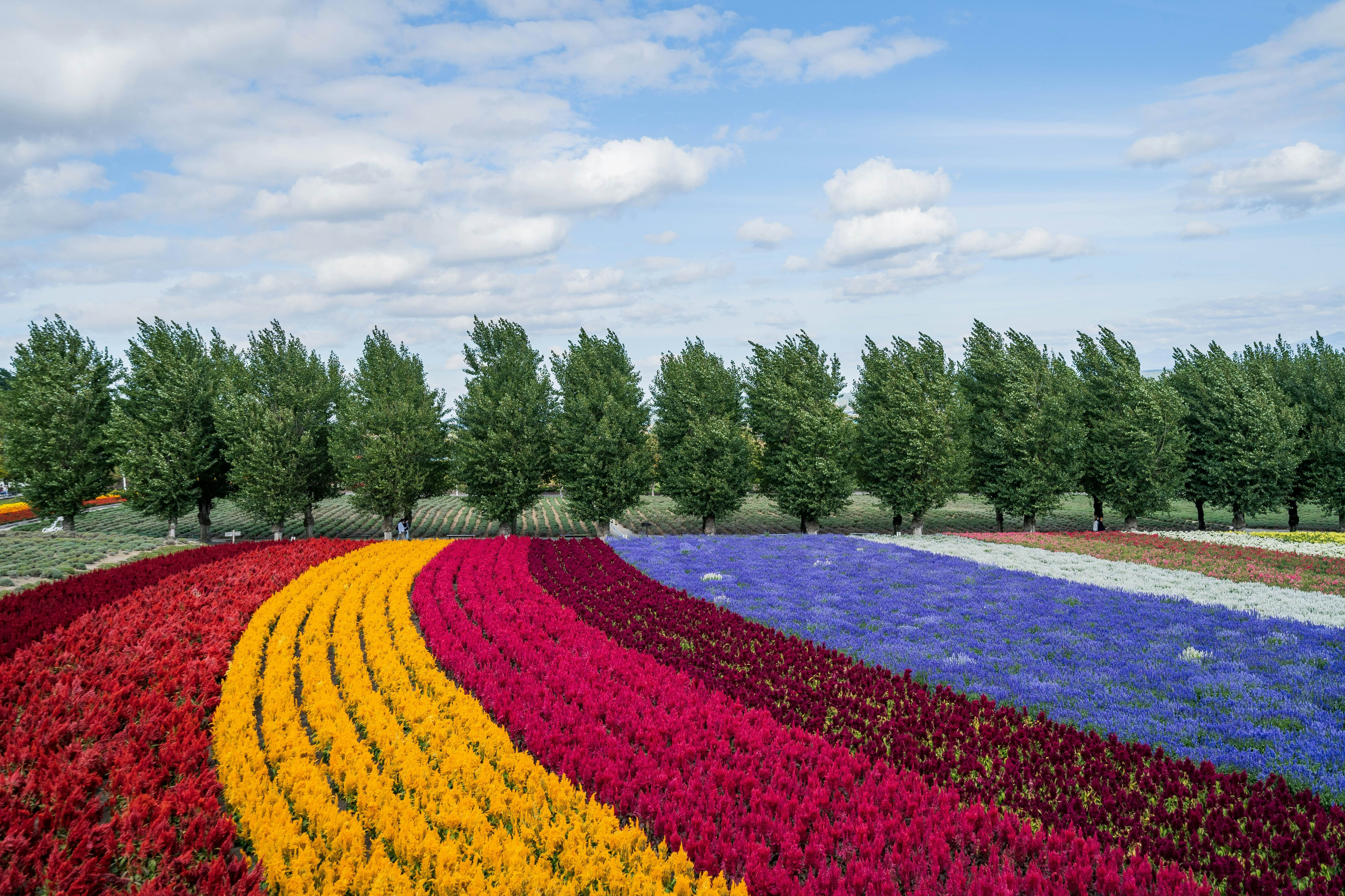 Farm Tomita. Lavender fields. In japan, Hokkaido., License Type: media, Download Time: 2025-11-26T11:23:41.000Z, User: clairenaylor, Editorial: false, purchase_order: 65050 - Digital Destinations and Articles, job: Online editorial, client: Furano -- guide to, other: Claire Naylor