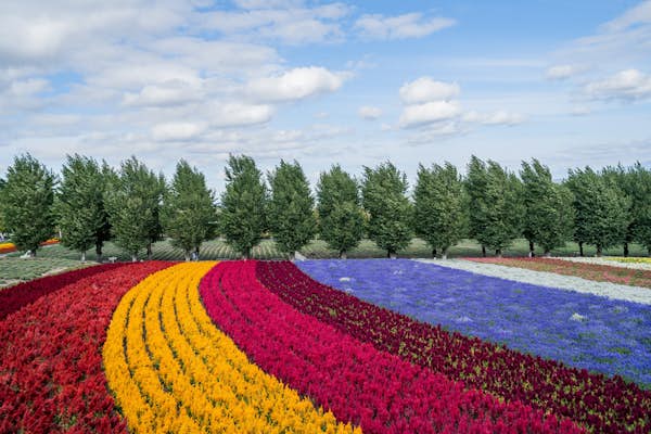 A guide to Furano in Hokkaidō, Japan
