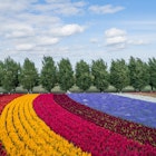 Farm Tomita. Lavender fields. In japan, Hokkaido., License Type: media, Download Time: 2025-11-26T11:23:41.000Z, User: clairenaylor, Editorial: false, purchase_order: 65050 - Digital Destinations and Articles, job: Online editorial, client: Furano -- guide to, other: Claire Naylor