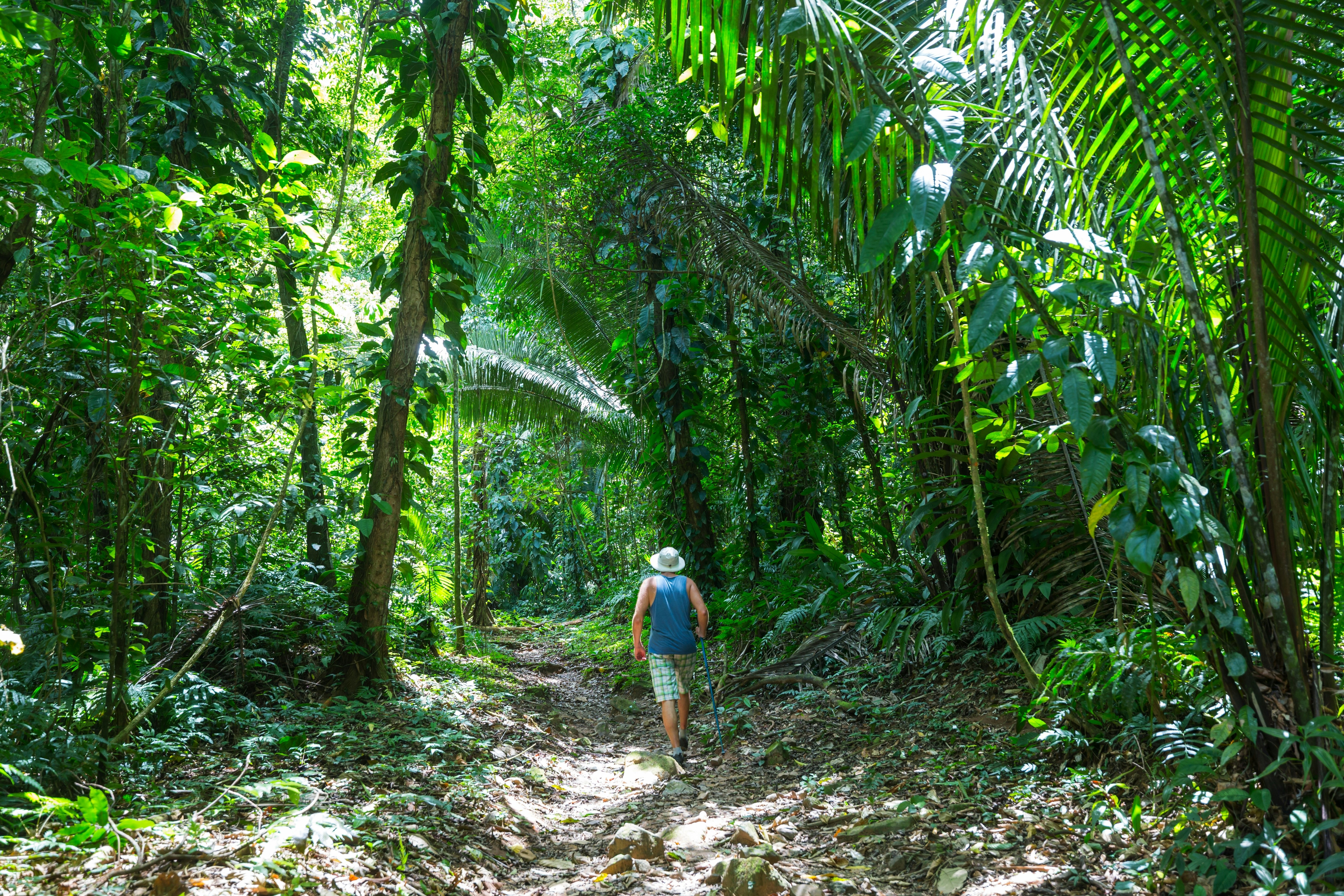 A man is seen from behind hiking on a trail in a tropical rainforest.