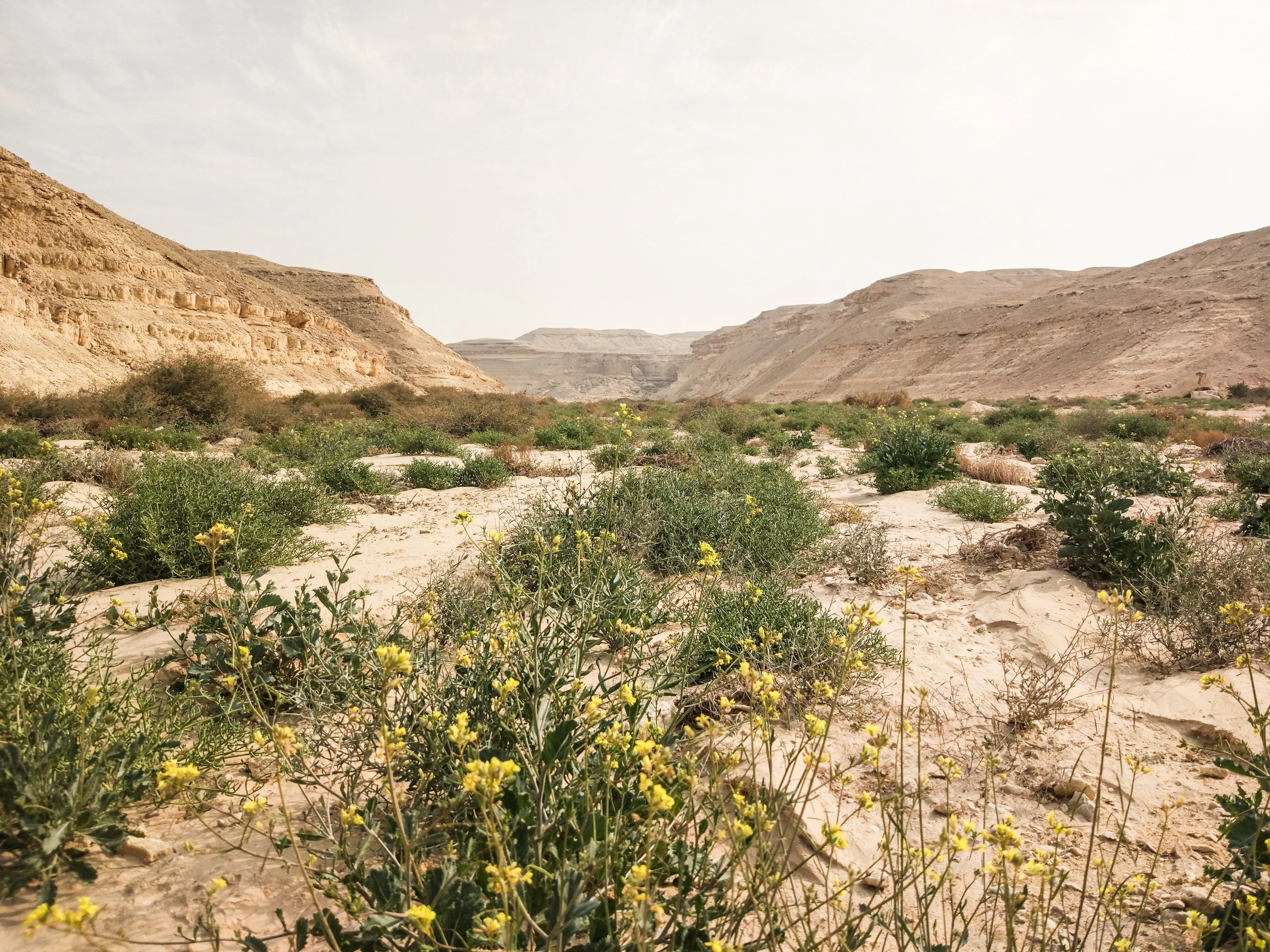 Spring flowers bloom in Wadi Degla near Cairo, Egypt.