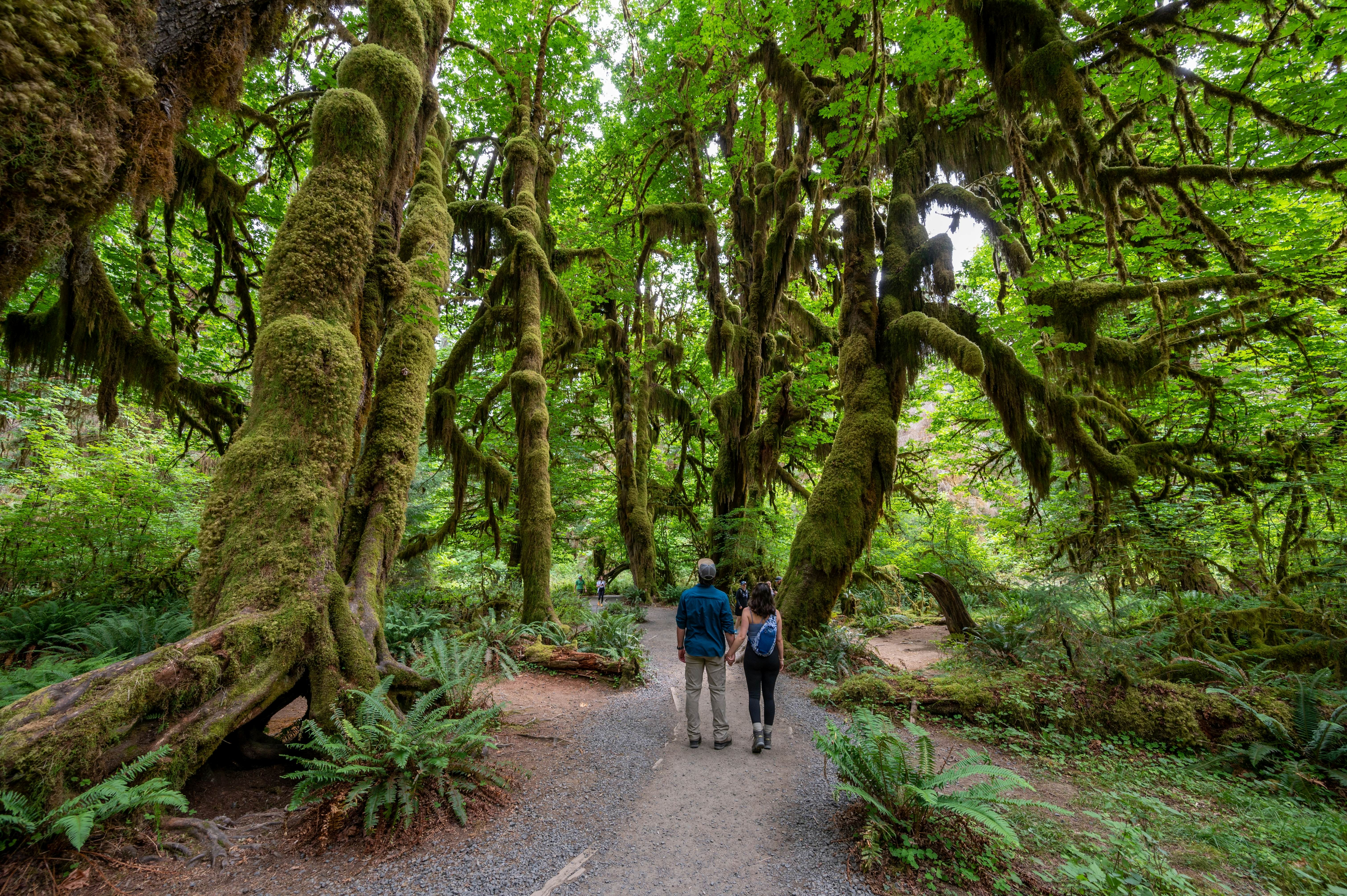 Olympic National Park, Washington - July 30, 2023 - People hiking Hall of Mosses Trail in Hoh National Rainforest in summer., License Type: media, Download Time: 2025-09-02T16:23:33.000Z, User: Norma.PrauseBrewer_LonelyPlanet, Editorial: true, purchase_order: 56530 - Guidebooks, job: Global Publishing WIP, client: usa-pacific-northwest-2025-planning-map-1, other: Norma Brewer