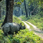 Chitwan National Park (CNP), Nepal, Asia - One horned Rhino (Rhinoceros unicornis) in nature, UNESCO World Heritage, License Type: media, Download Time: 2025-05-28T09:45:41.000Z, User: lonelyplanetmedia, Editorial: false, purchase_order: 65050 - Digital Destinations and Articles, job: Global Publishing WIP, client: Global Publishing WIP, other: Peterson Haggarty // SS Comp Ingestion