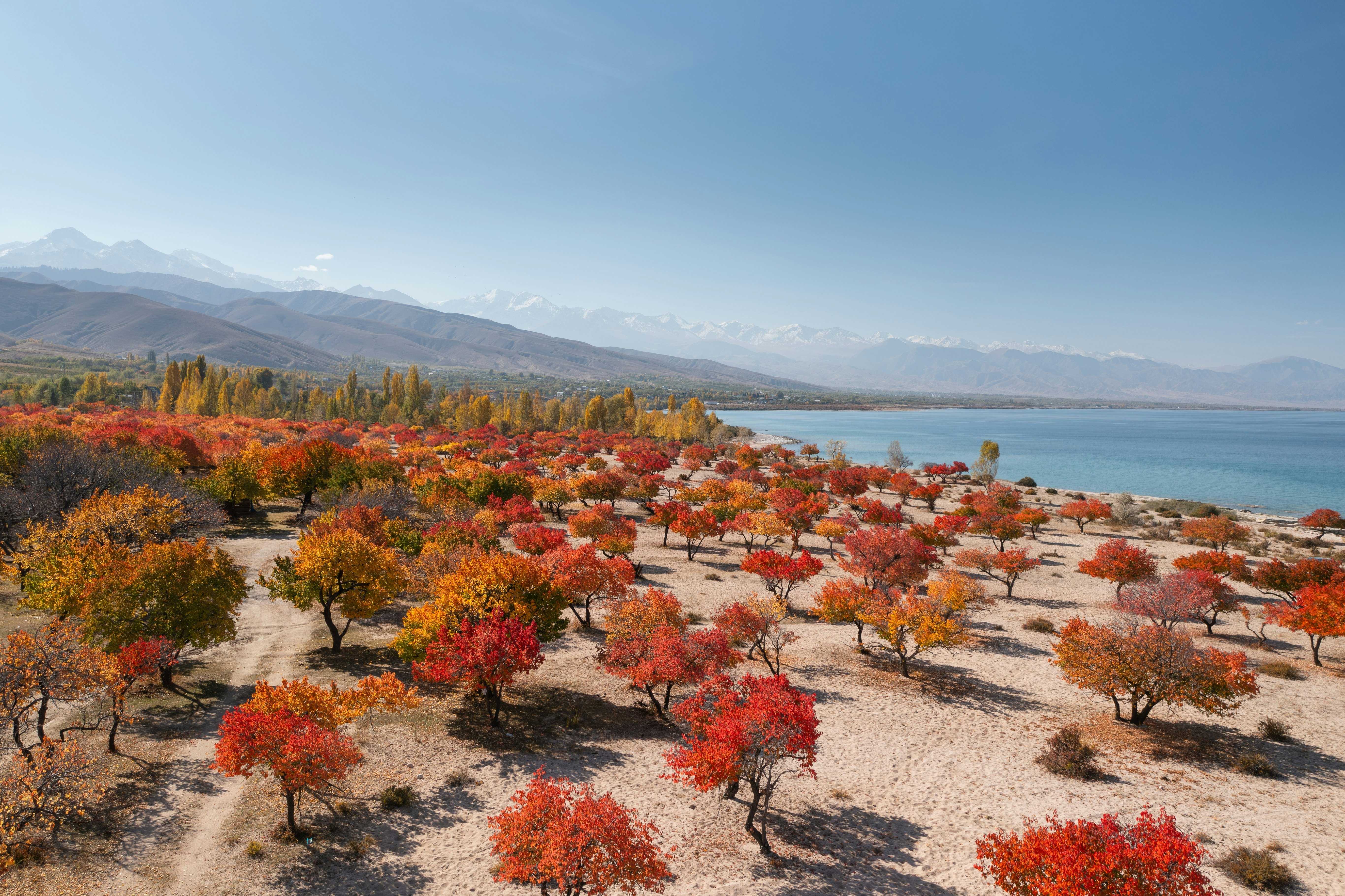 Trees in an orchard beside a lake with orange and red leaves glow in the autumn sunshine.