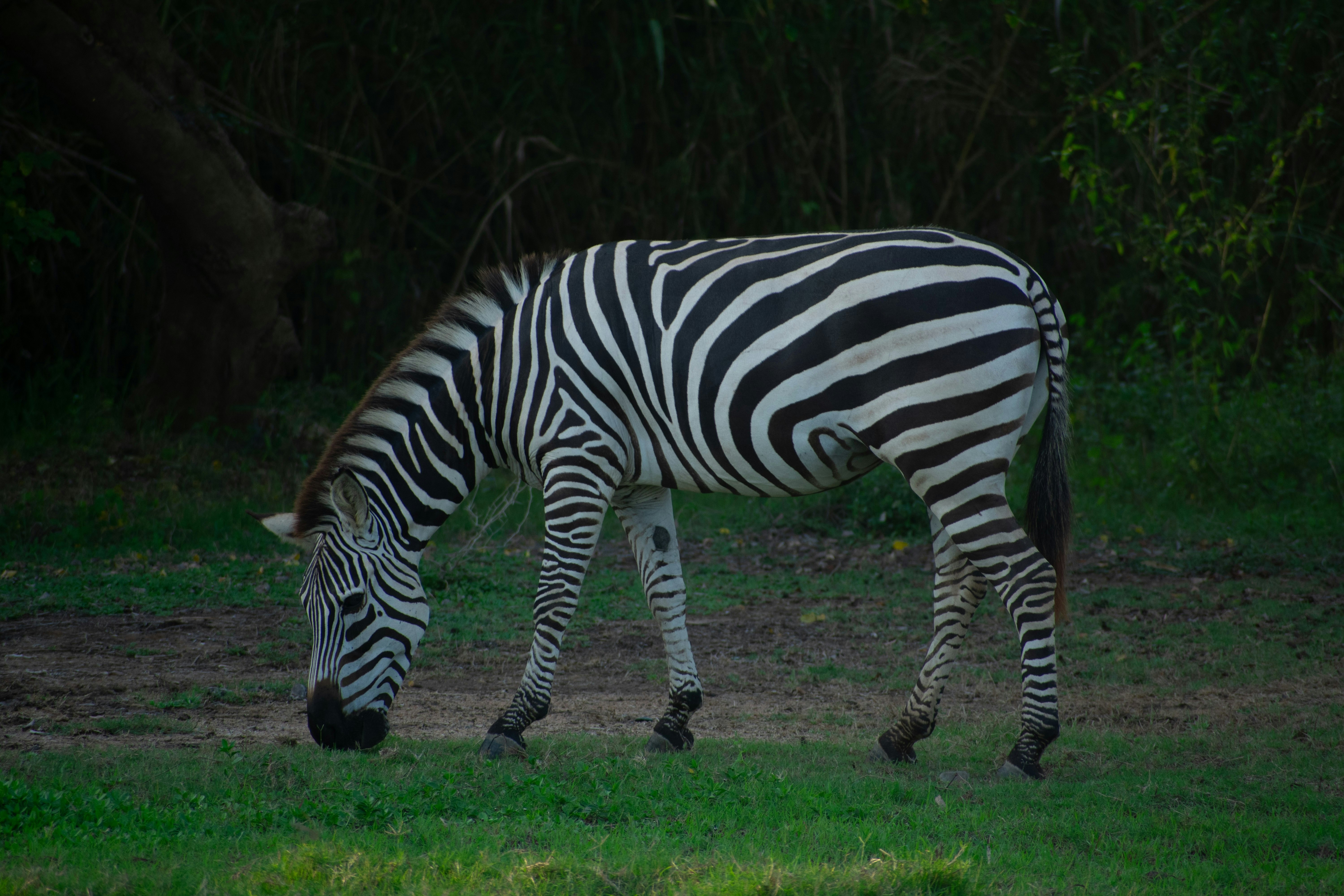 A Lone Zebra Poses. Taken At Cuixmala, Mexico.