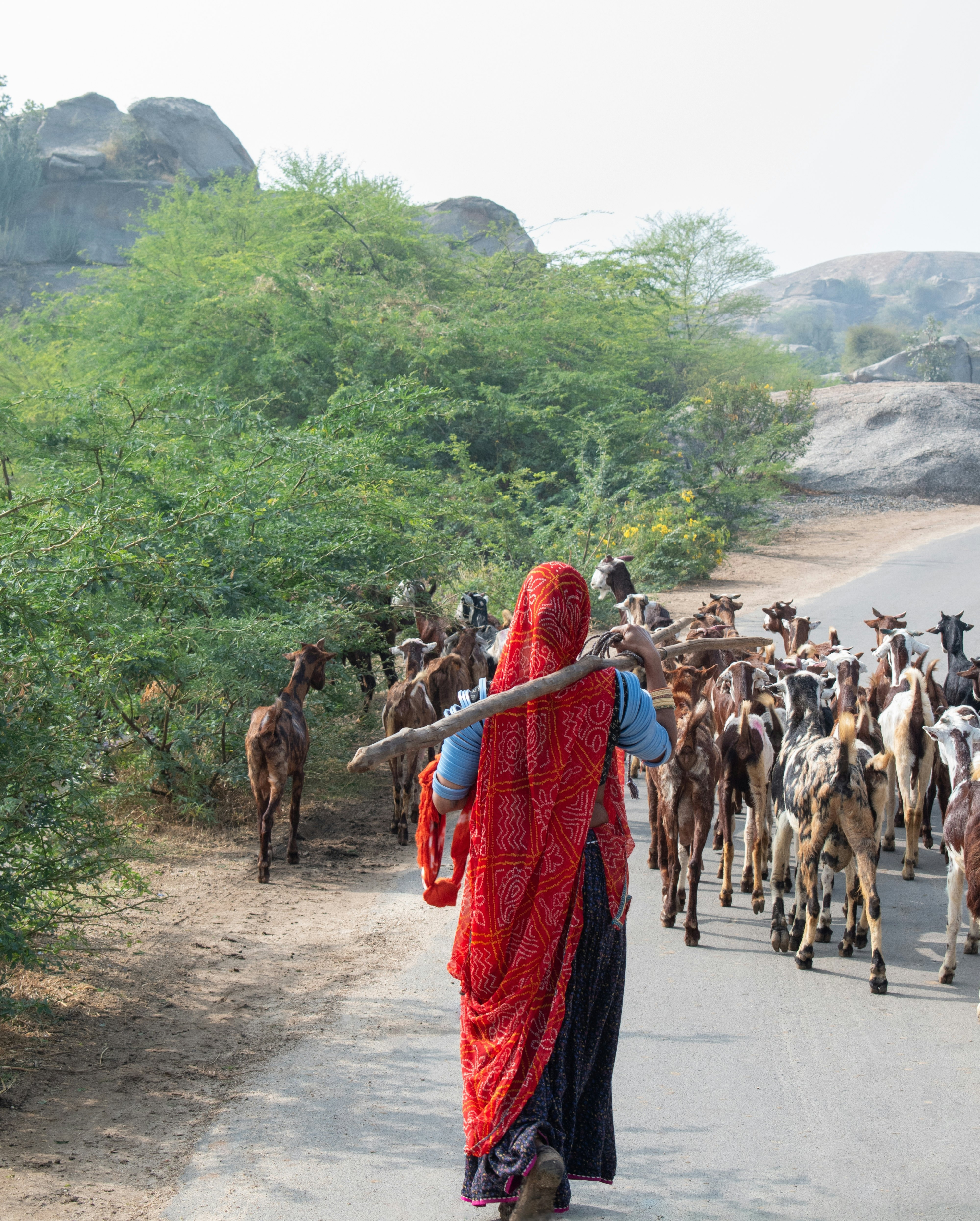 A herder, wearing a long red head covering that comes down to her feet and carrying a long stick, follows goats along a road.
