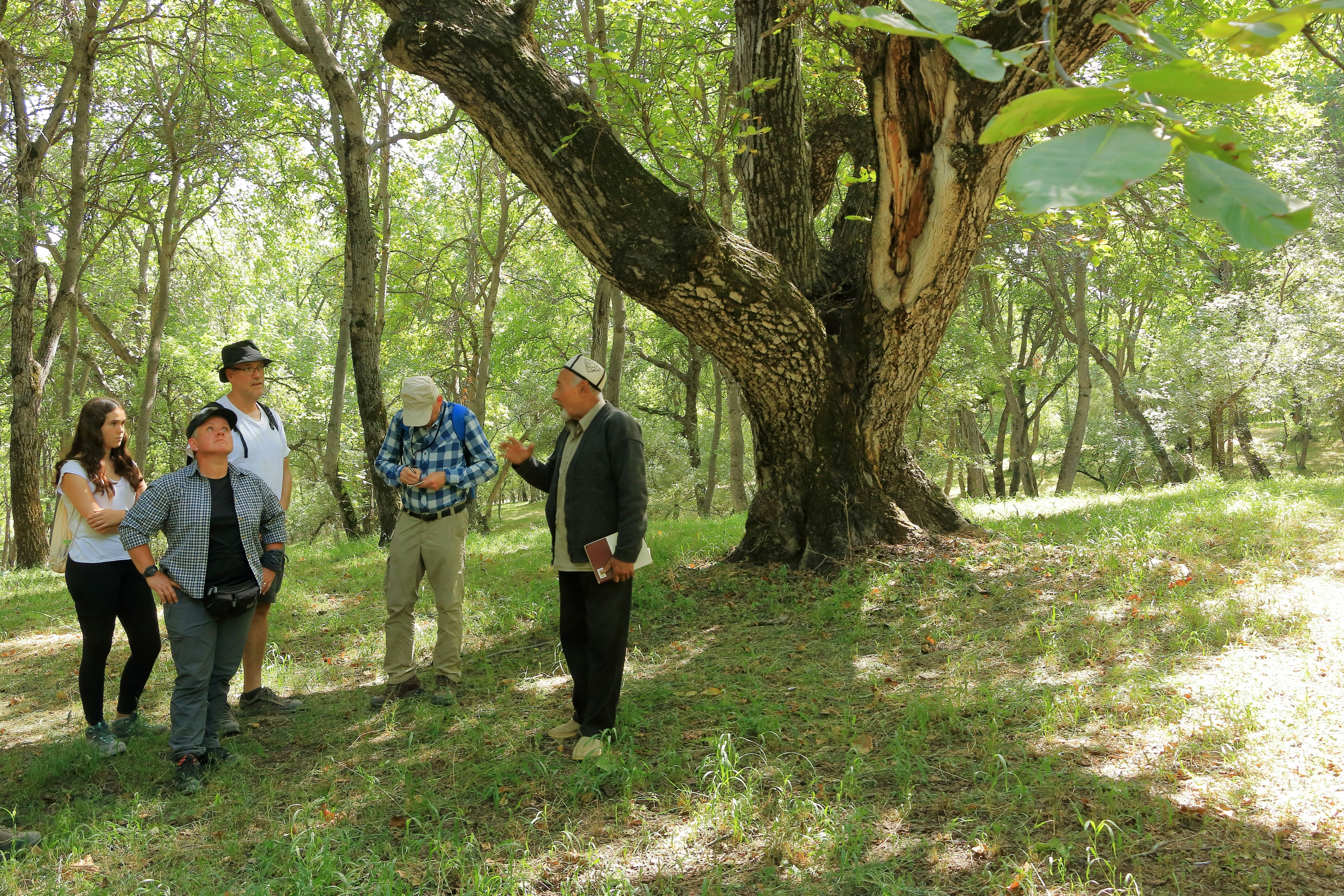 A guide walks hikers through a shady area in a walnut-tree forest.