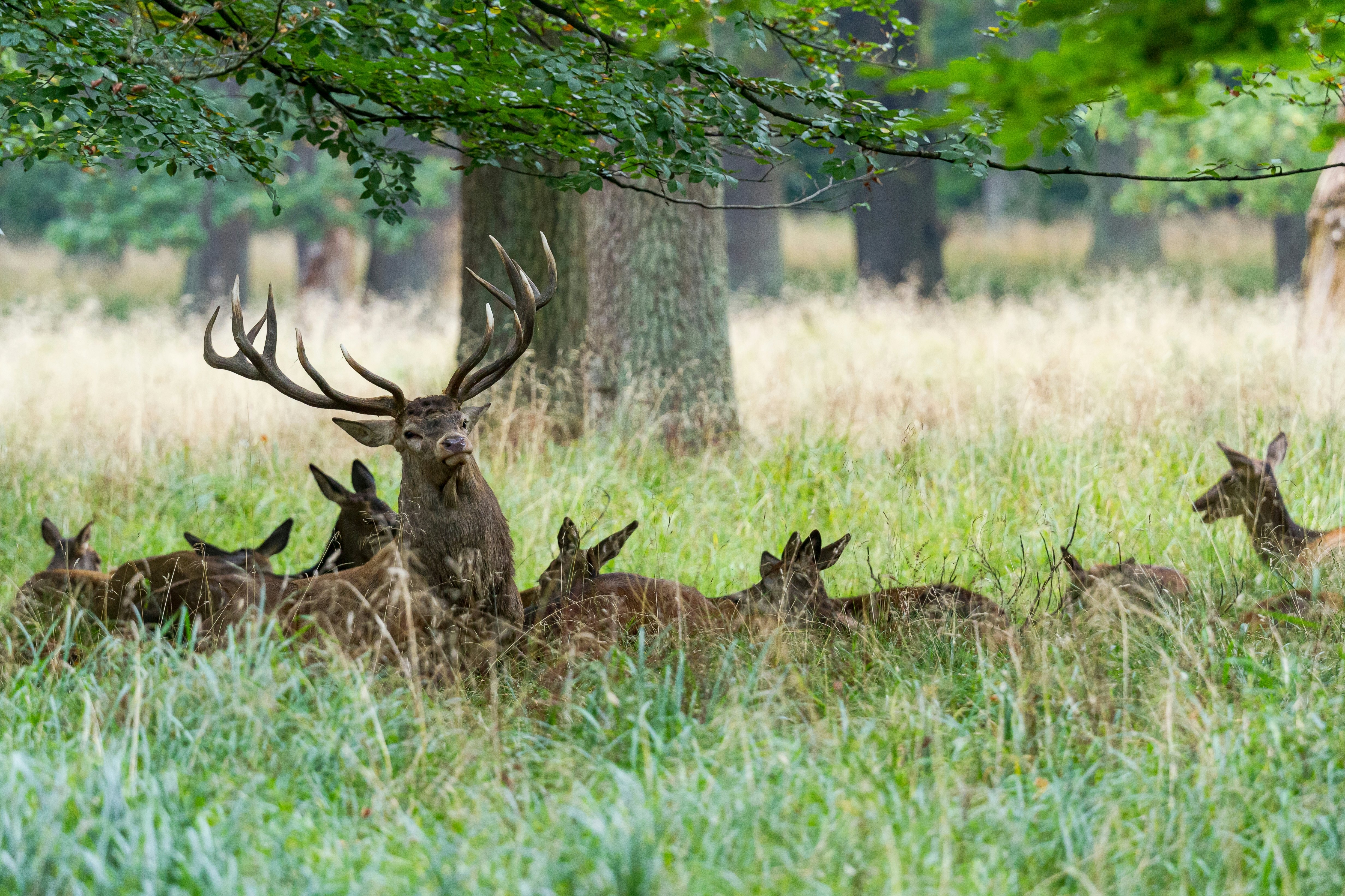 A herd of deer lying down among grass with a stag with full antlers leaning his head up.