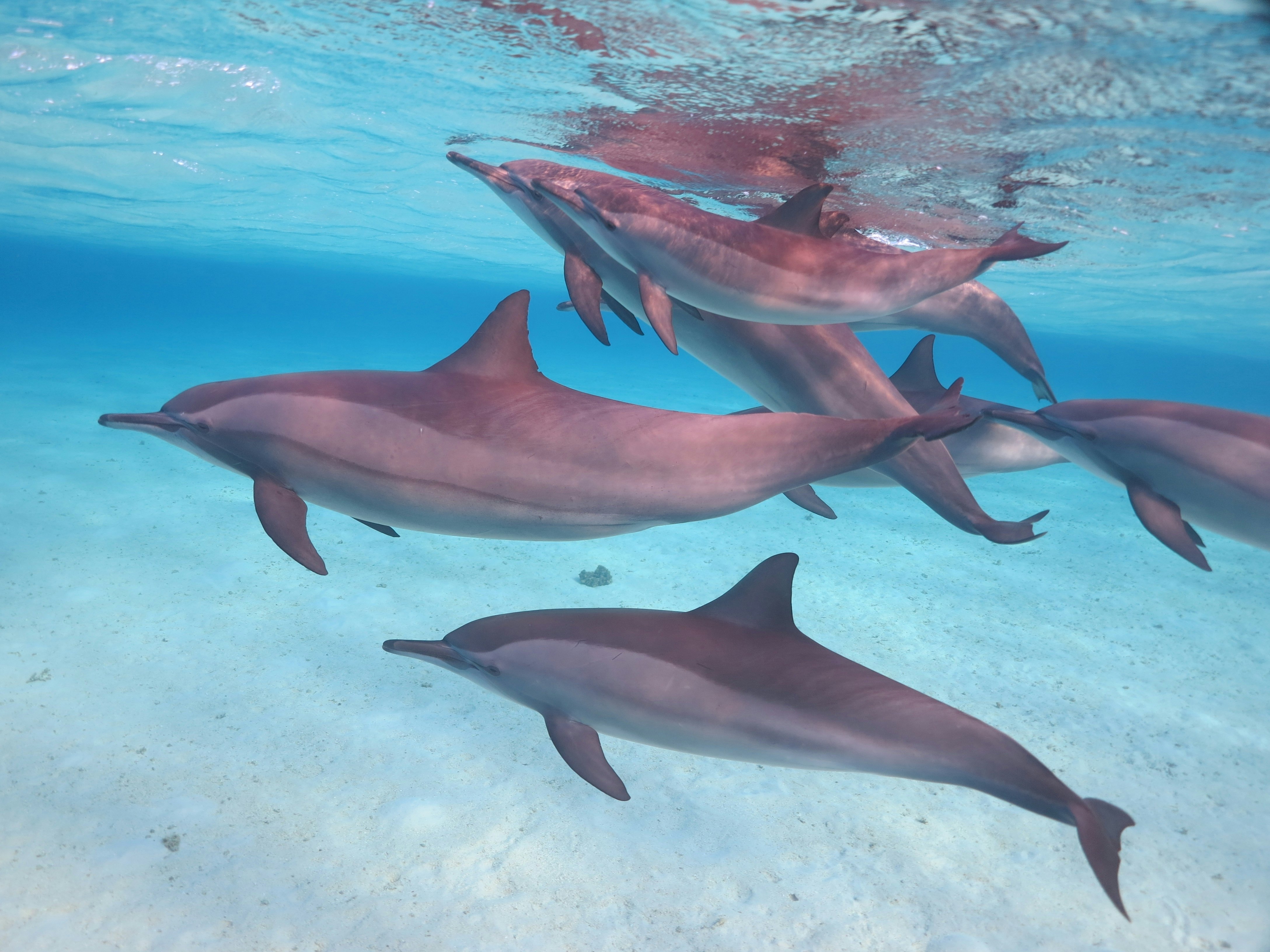 A pod of dolphins swim in crystal-clear ocean with a sandy bottom.