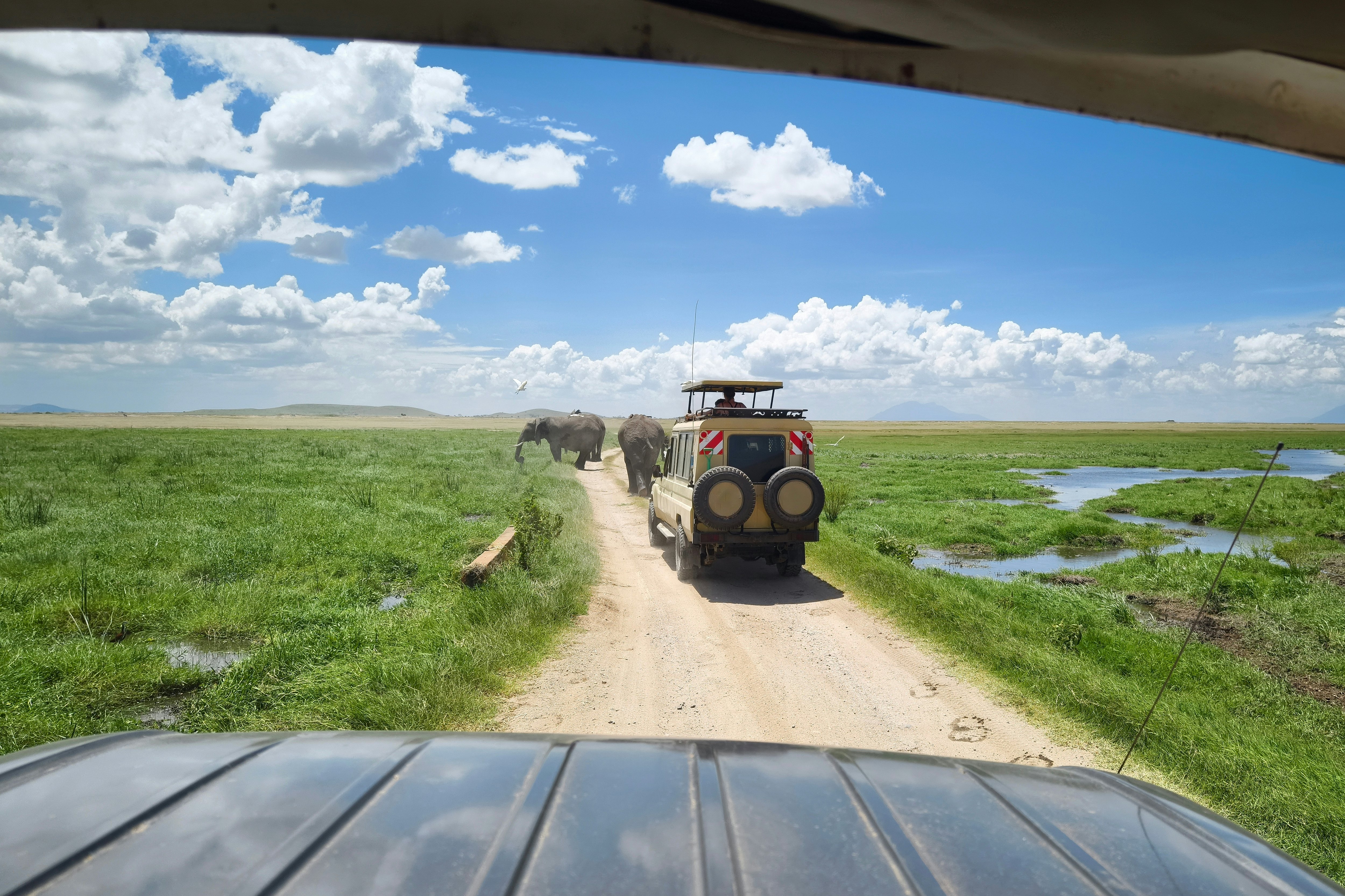 Safari trucks pause on a a dirt track through grassland to watch a small herd of elephants who are blocking the road.