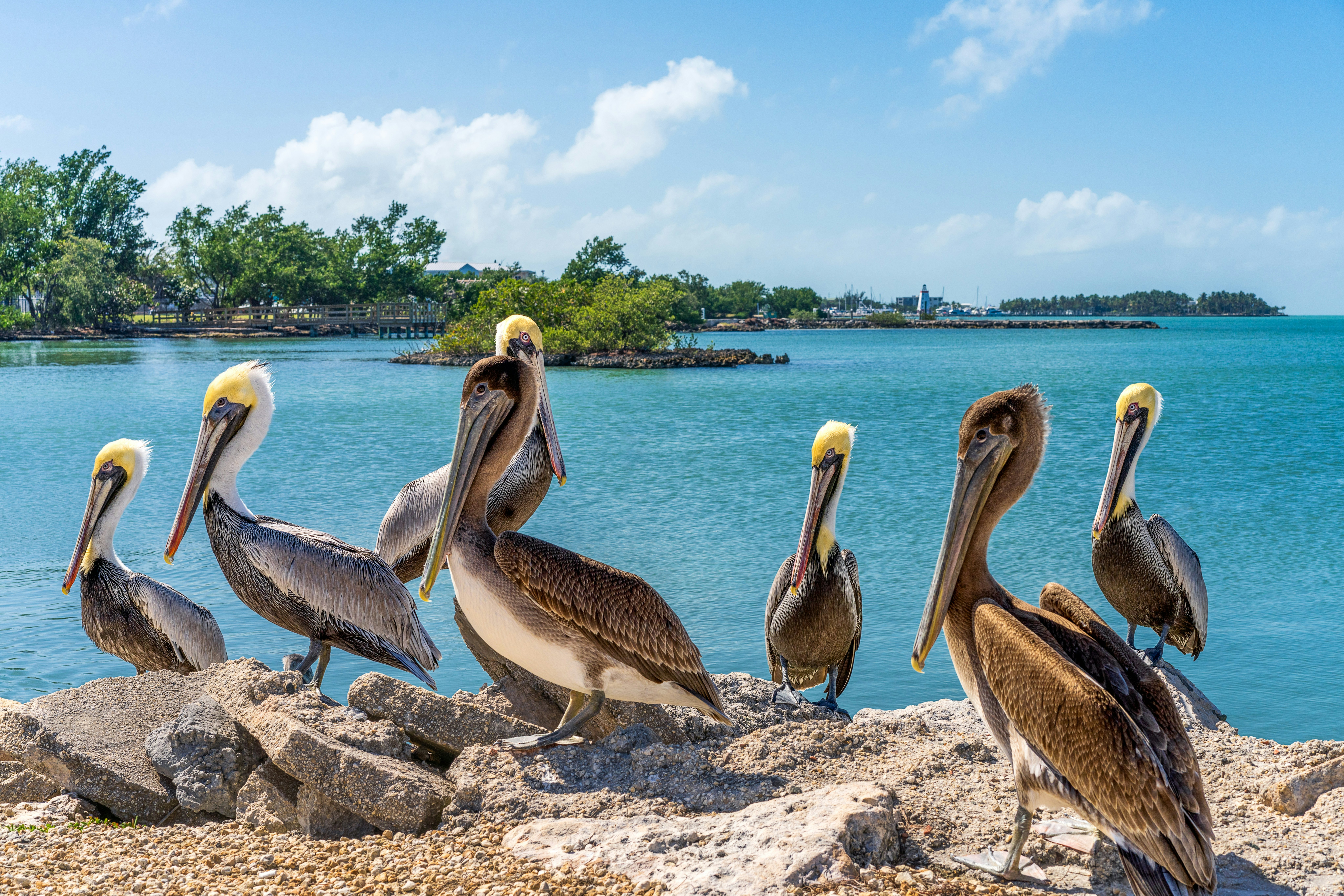 A group of pelicans on a rocky shore of an island.