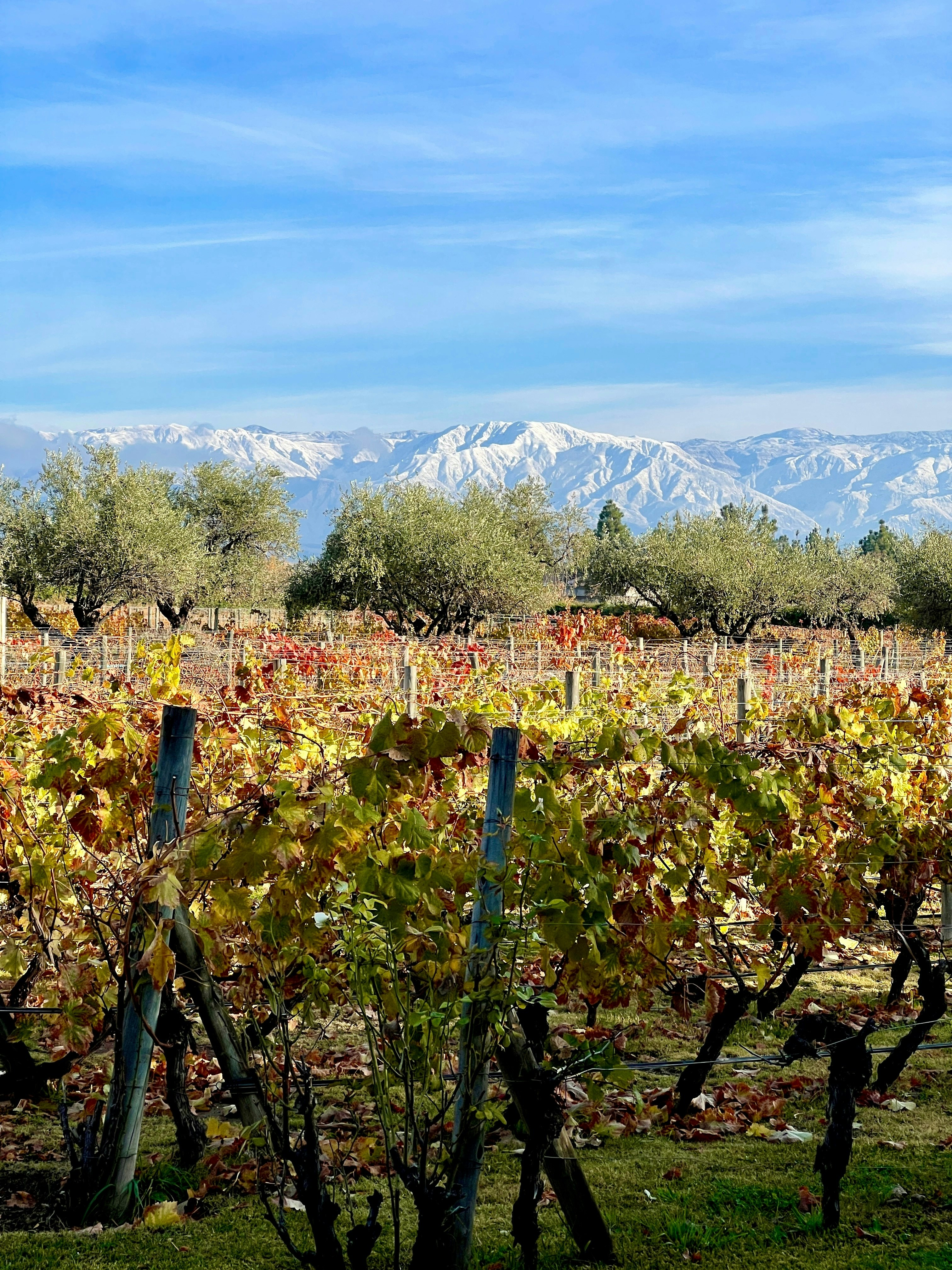 Vineyard Snow Capped Mountain Landspace, Mendoza, Argentina