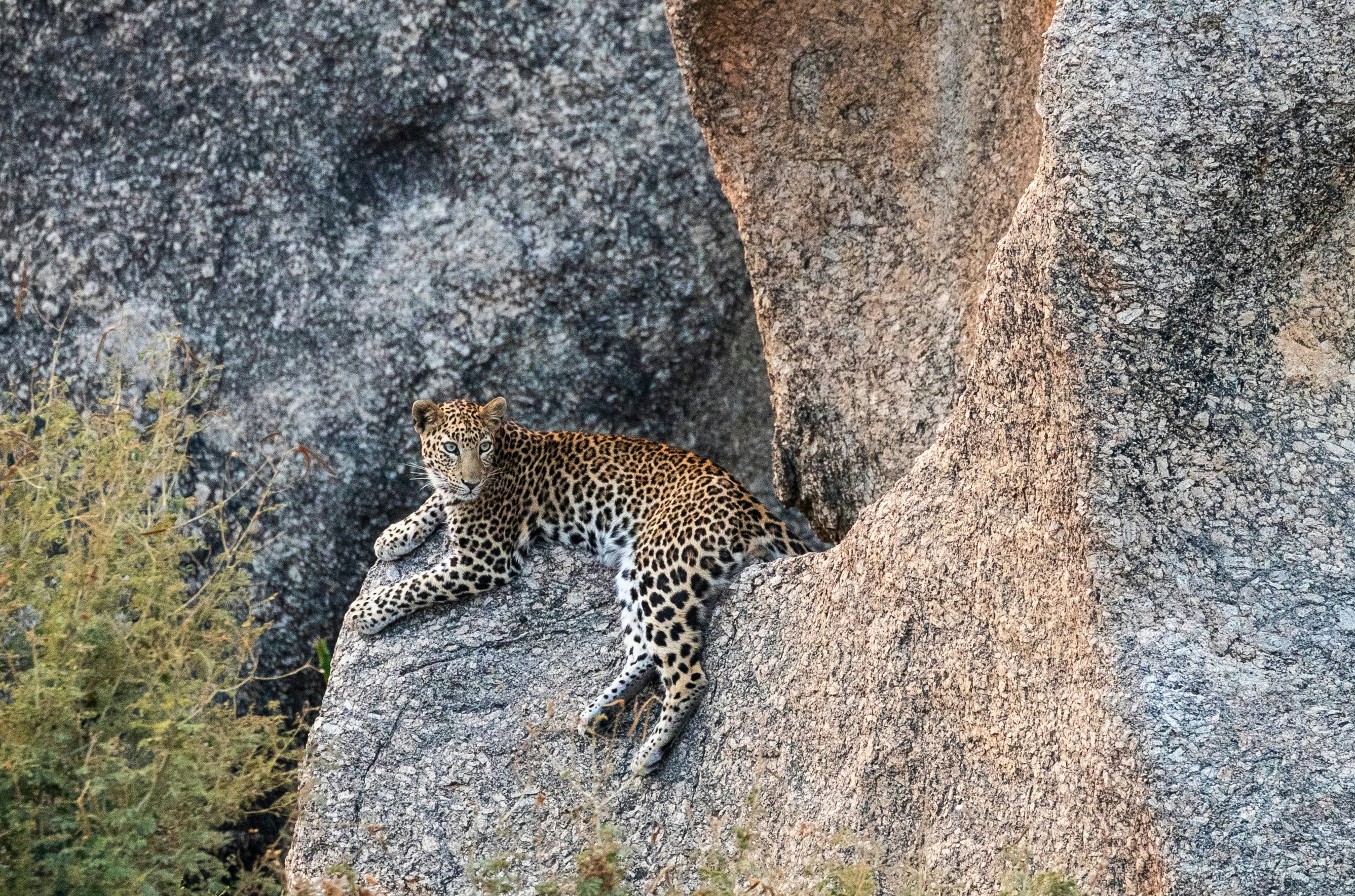 A large spotted cat lies on a boulder, with its colors blending in with its environment.