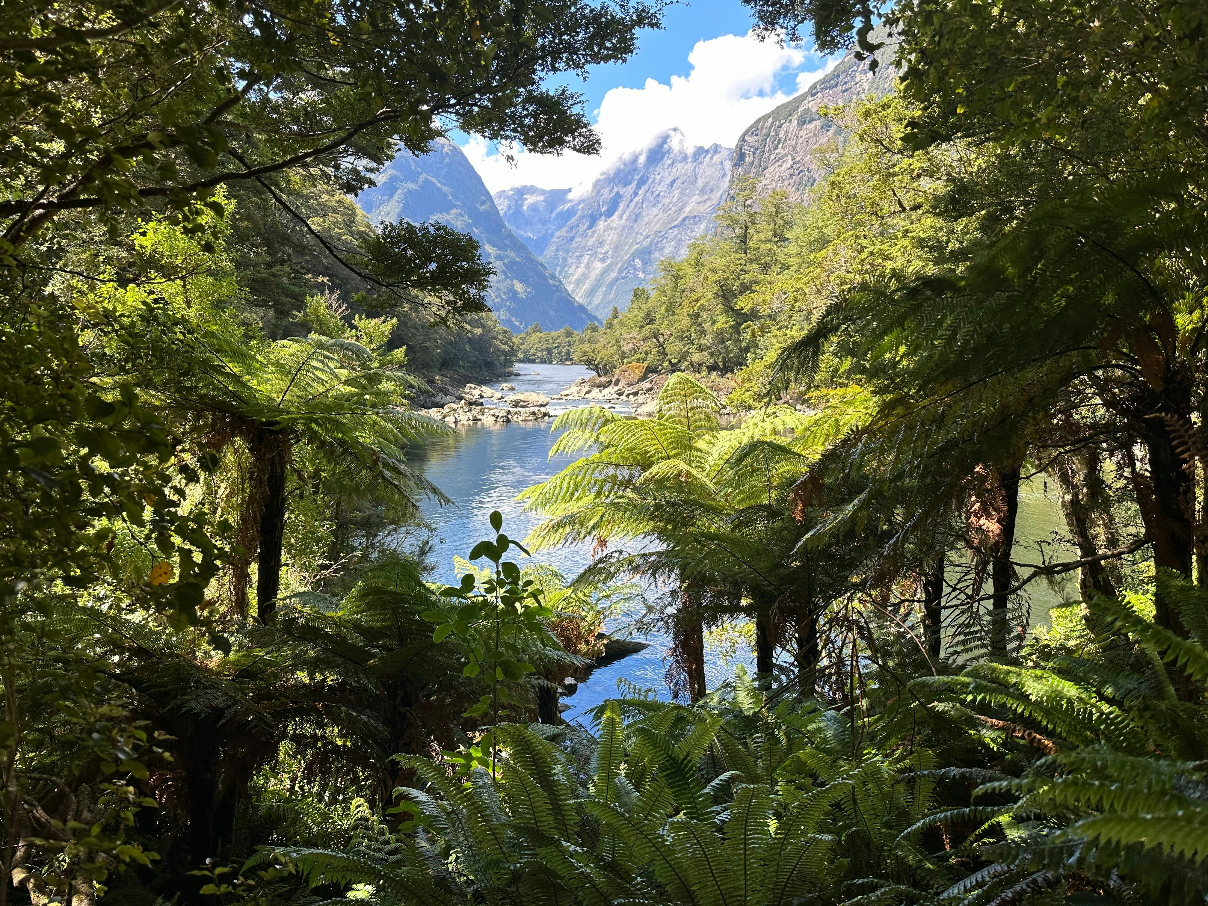 Lush rainforest surrounding a waterway with tall mountains.