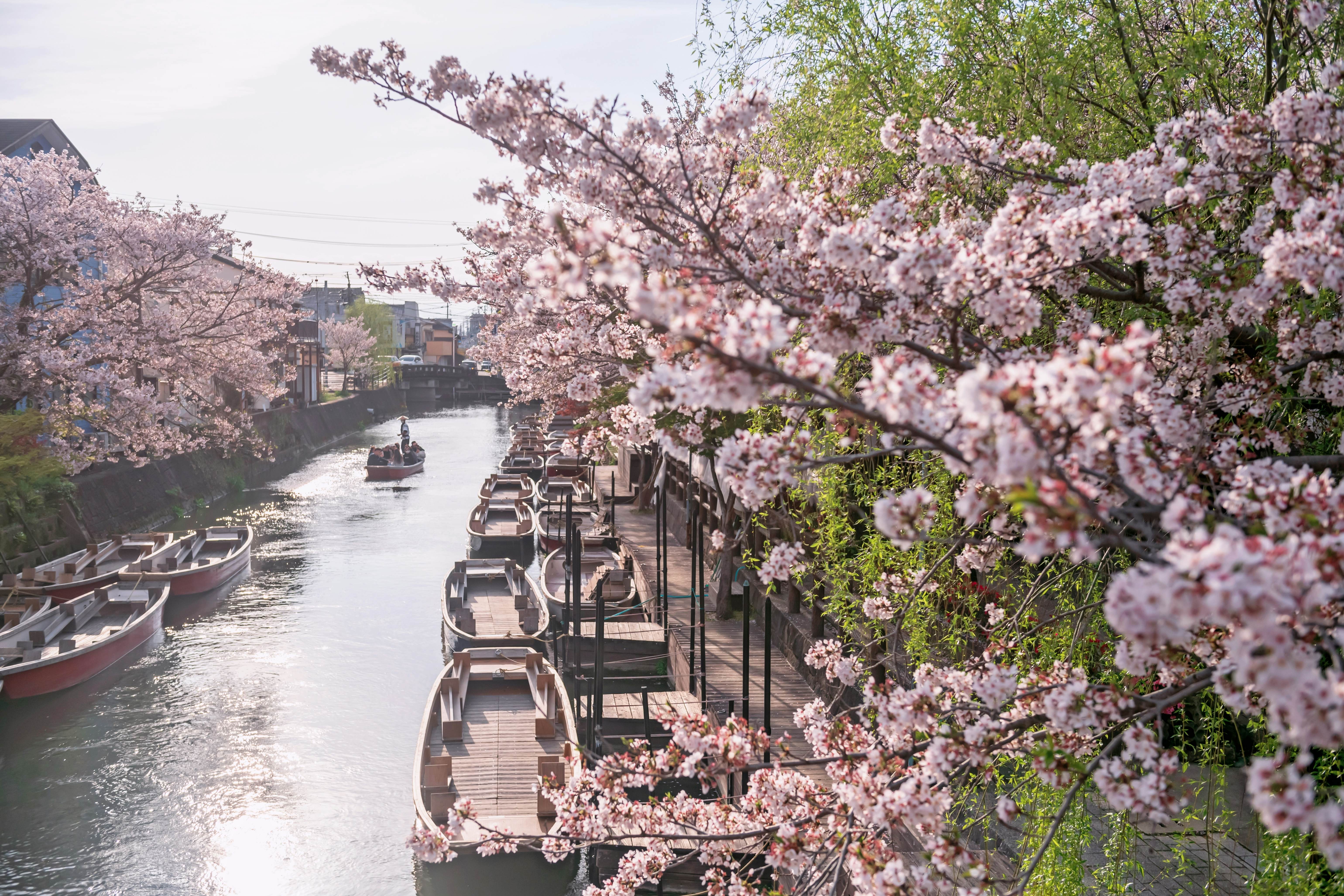 Pink sakura cherry blossom tunnel along Yanagawa river at Yanagawa Punting Kanko Kaihatsu and tourist sailing boat, Fukuoka, Japan. Famous travel destination to cruising and sightseeing., License Type: media, Download Time: 2025-11-27T09:47:06.000Z, User: sashabrady26, Editorial: false, purchase_order: 65050 - Digital Destinations and Articles, job: Lonely Planet, client: Where to travel to Asia in spring, other: Sasha Brady