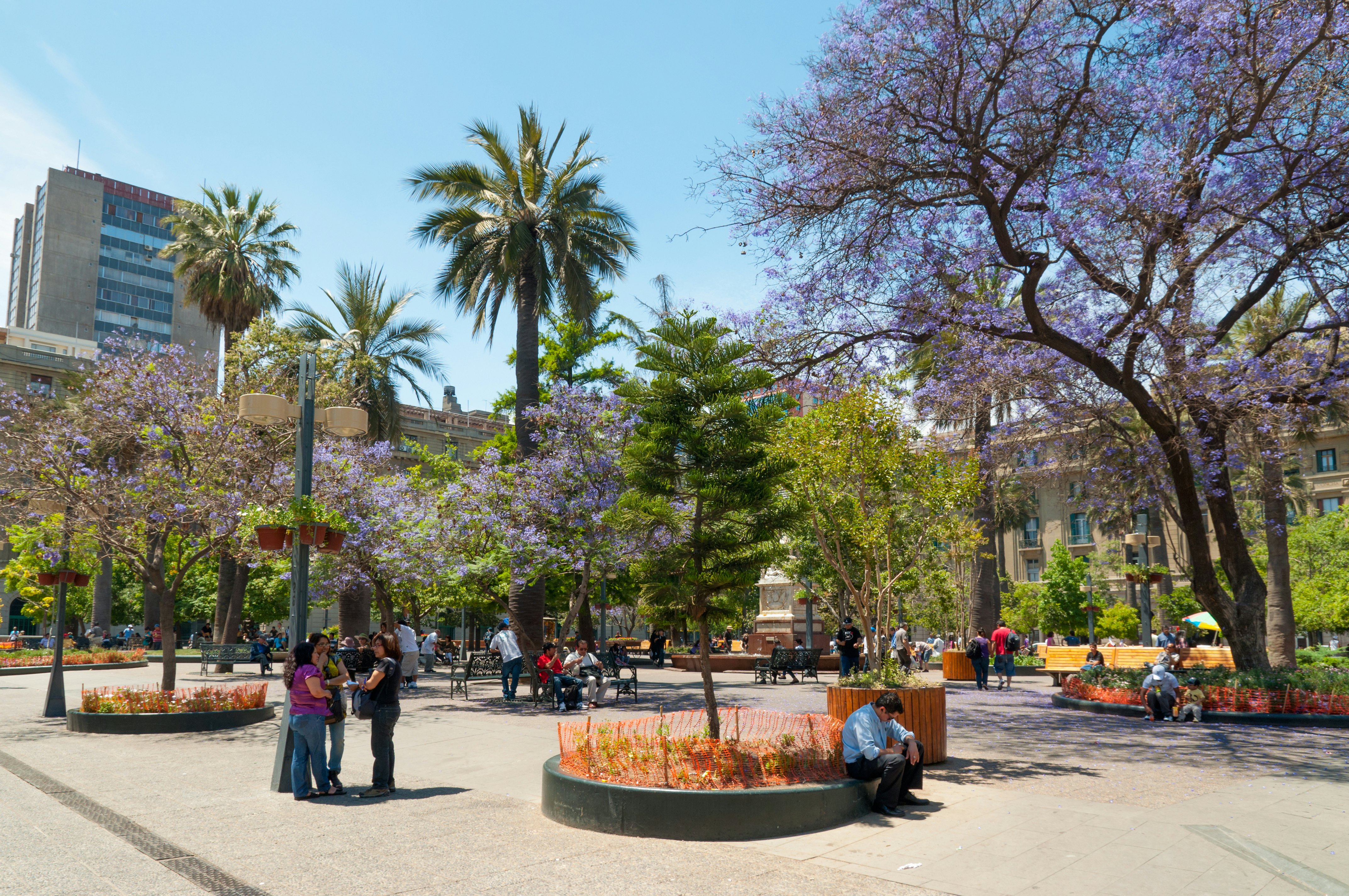 A city square is filled with palm trees and blossoming jacaranda trees.