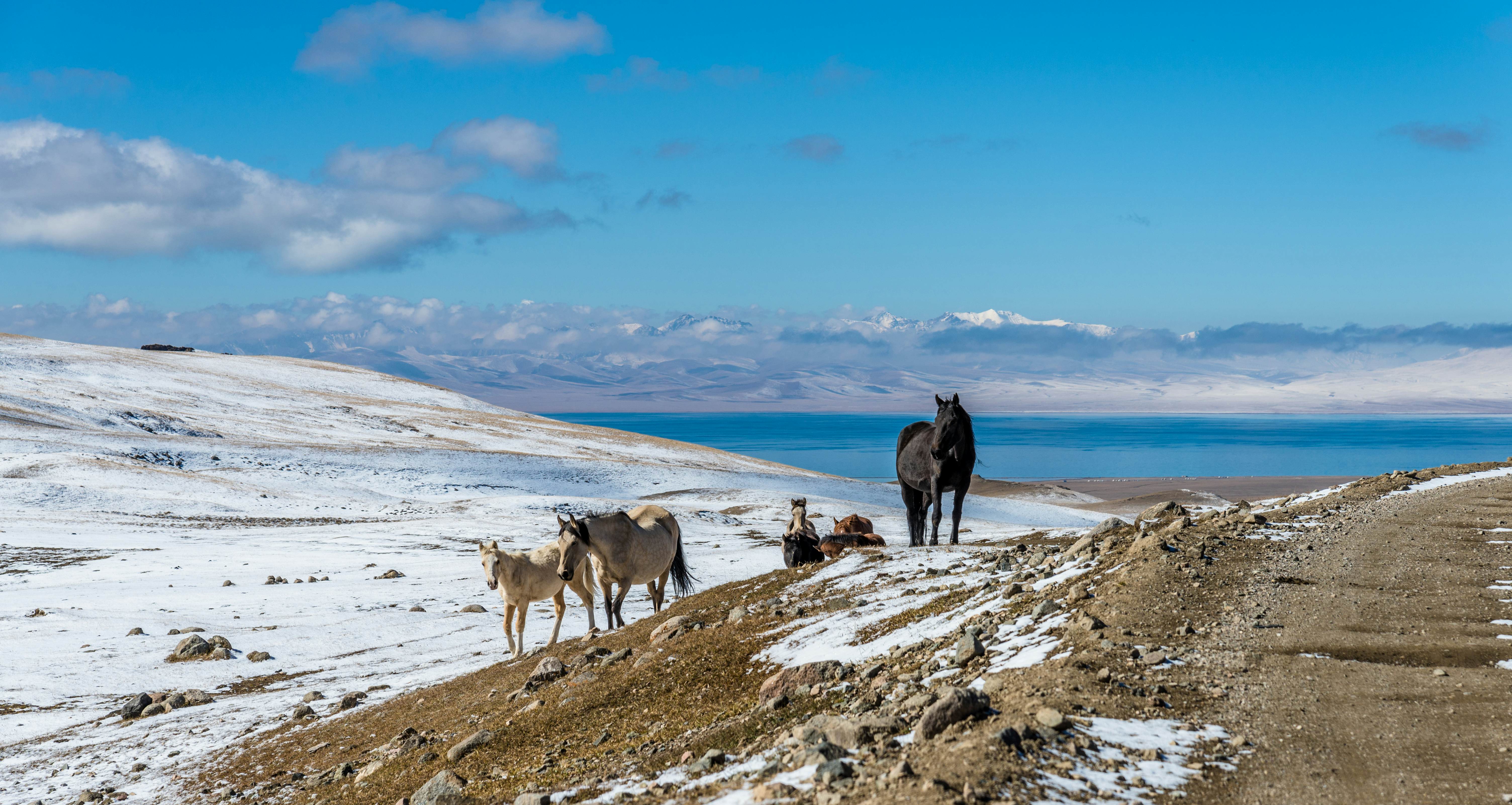 Horses at mountain pass above Song Kol lake in Kyrgyzstan., License Type: media, Download Time: 2025-06-19T17:00:19.000Z, User: catalinaaragon, Editorial: false, purchase_order: 56530 - Guidebooks, job: Global Publishing WIP, client: Central Asia 8, other: Central Asia 8
