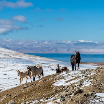 Horses at mountain pass above Song Kol lake in Kyrgyzstan., License Type: media, Download Time: 2025-06-19T17:00:19.000Z, User: catalinaaragon, Editorial: false, purchase_order: 56530 - Guidebooks, job: Global Publishing WIP, client: Central Asia 8, other: Central Asia 8