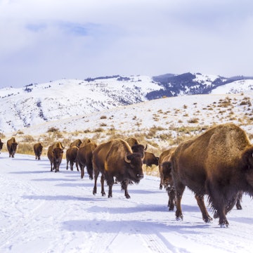 Herd of Bison Leaving Yellowstone Through the Roosevelt Arch; Shutterstock ID 427849321; purchase_order:65050 - Digital Destinations and Articles; job:Online editorial; client:Yellowstone road trips; other:Claire Naylor
427849321