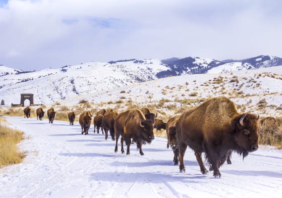 5 of the best road trips in Yellowstone National Park