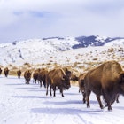 Herd of Bison Leaving Yellowstone Through the Roosevelt Arch; Shutterstock ID 427849321; purchase_order:65050 - Digital Destinations and Articles; job:Online editorial; client:Yellowstone road trips; other:Claire Naylor
427849321