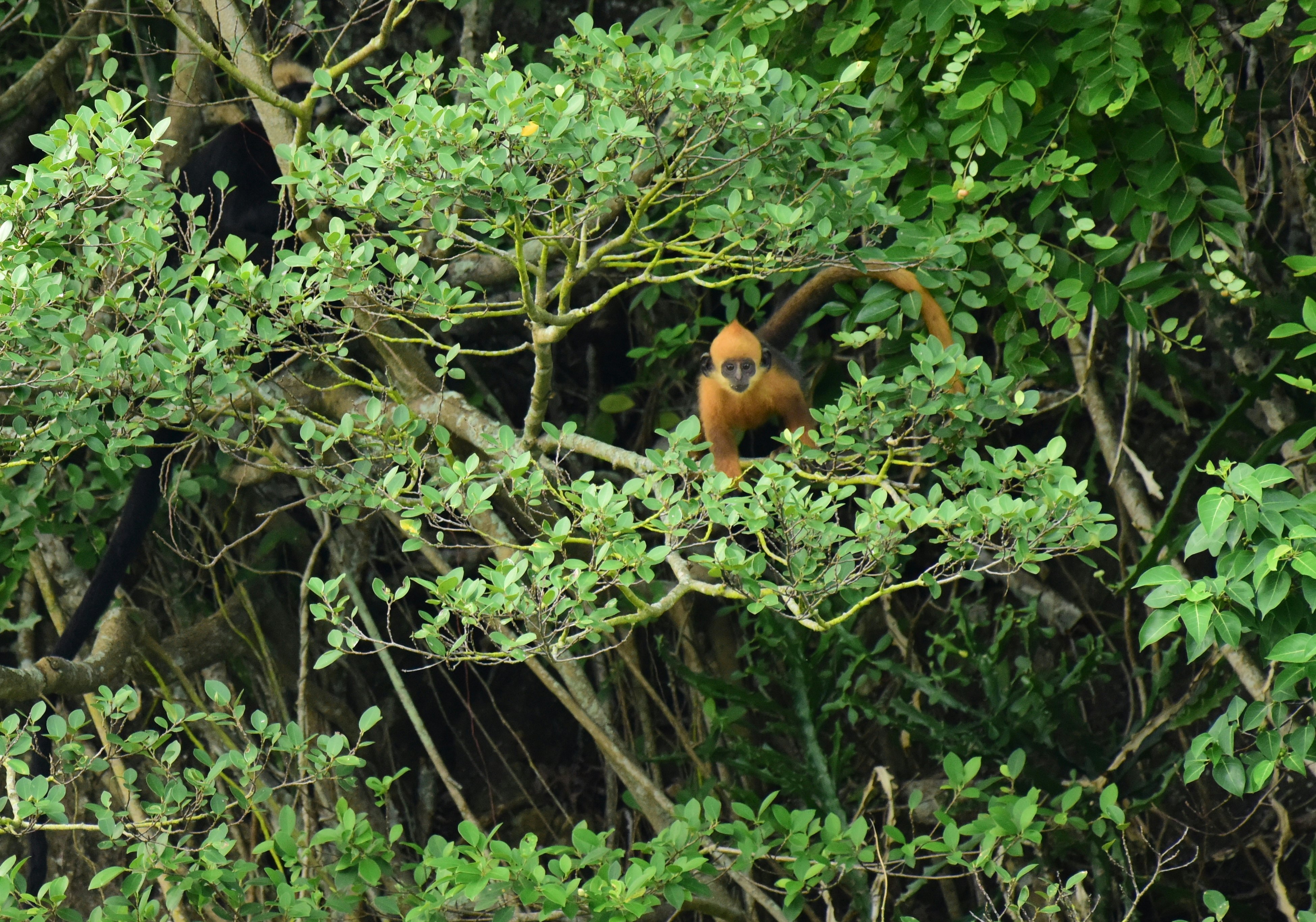 A langur with orange fur and crest sits on a branch of a tree in a jungle.