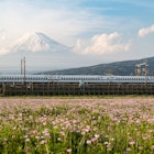 Japan Tokaido Shinkansen with Mount Fuji in Background, License Type: media, Download Time: 2025-11-05T18:29:36.000Z, User: adouglaslott59, Editorial: false, purchase_order: 65050 - Digital Destinations and Articles, job: Online editorial, client: tokaido shinkansen guide, other: Ann Douglas Lott