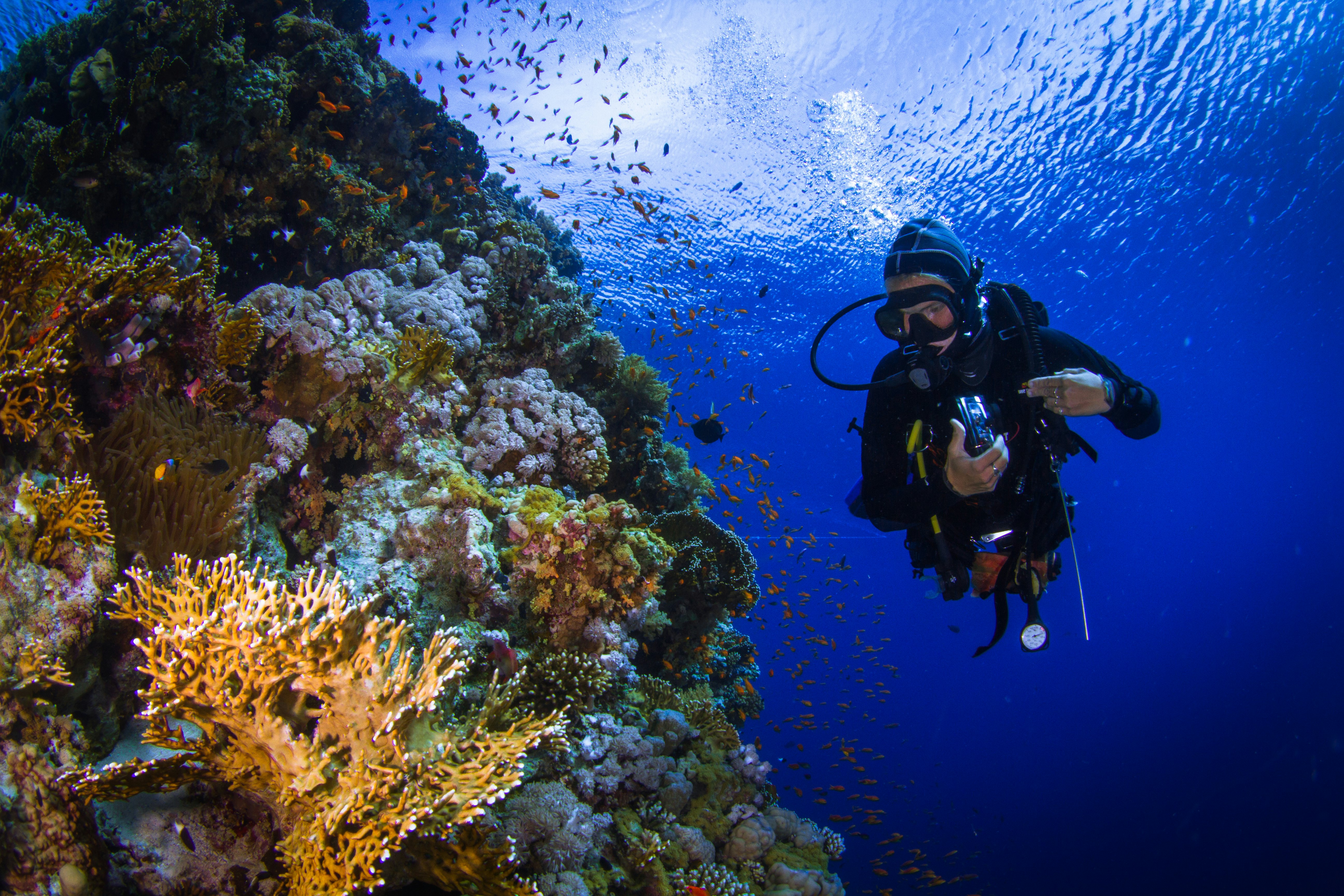 A diver on the reefs of Ras Mohammed National Park, Sinai, Egypt.