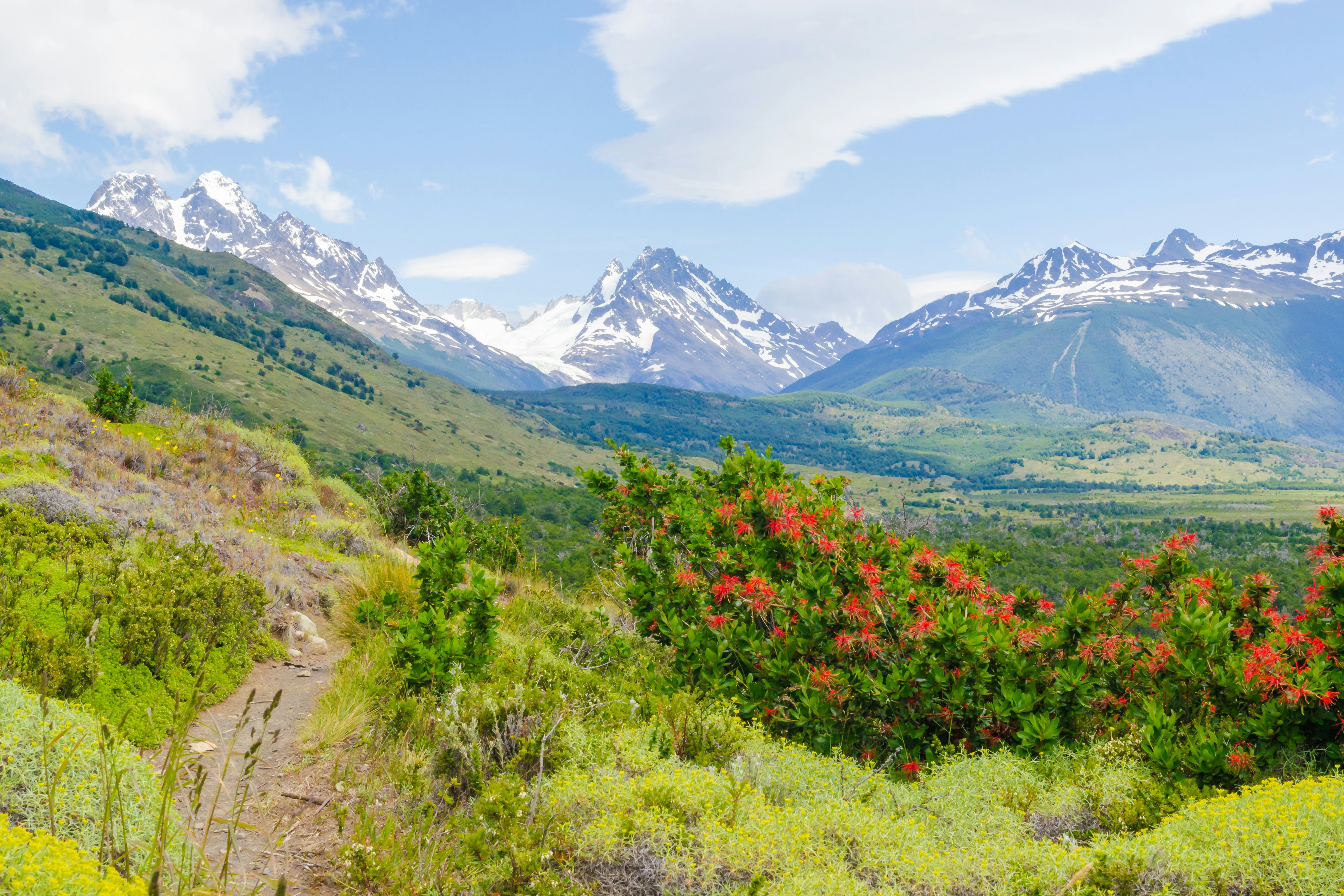 A hiking trail leads along a mountainside covered with flowering shrubs and other vegetation. Snow-covered mountains are in the distance.